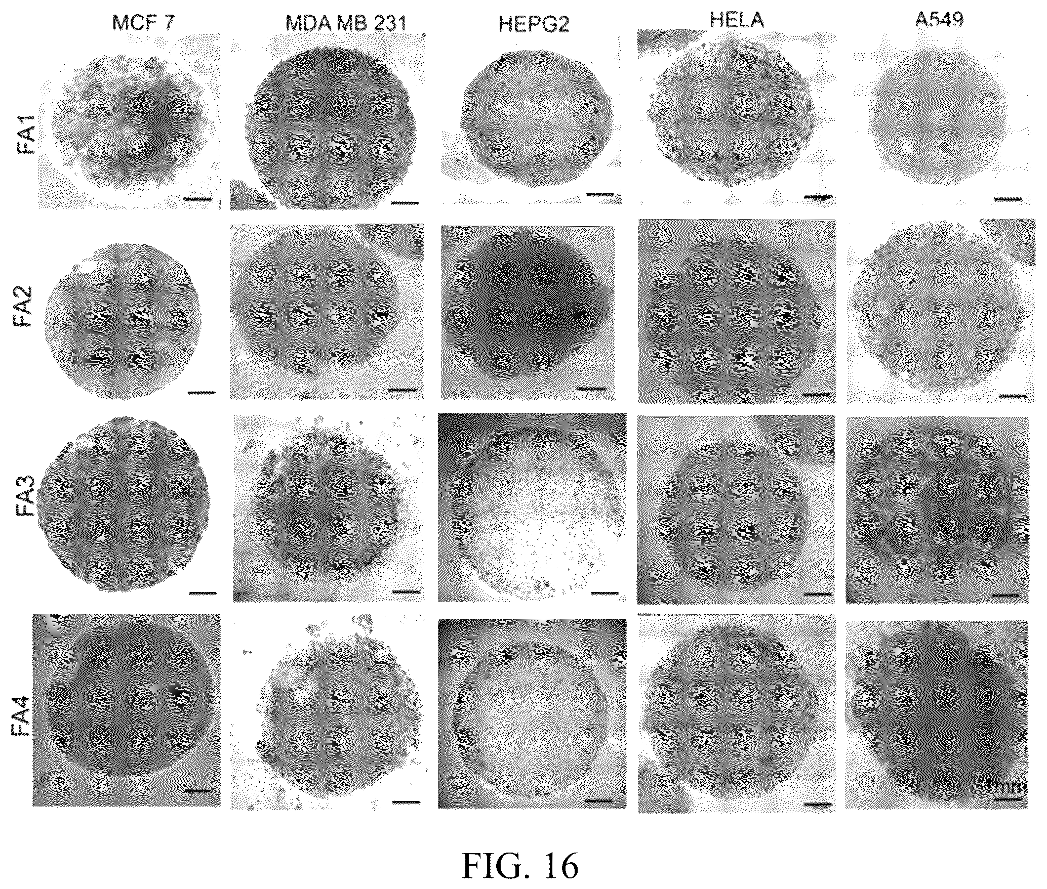 Patent US12318503 Figure 14 – Functional amyloid hydrogels and applications thereof