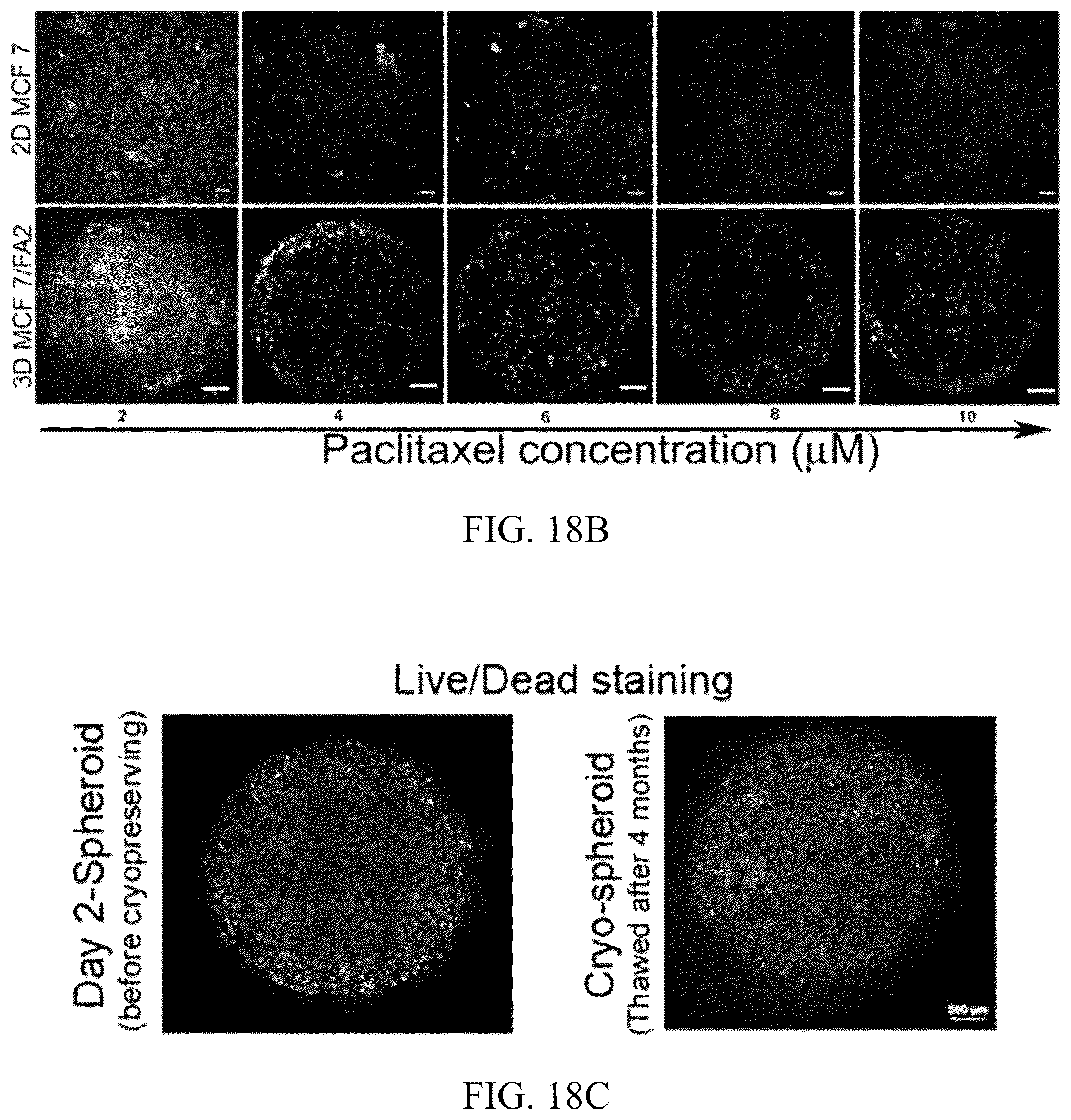 Patent US12318503 Figure 17 – Functional amyloid hydrogels and applications thereof