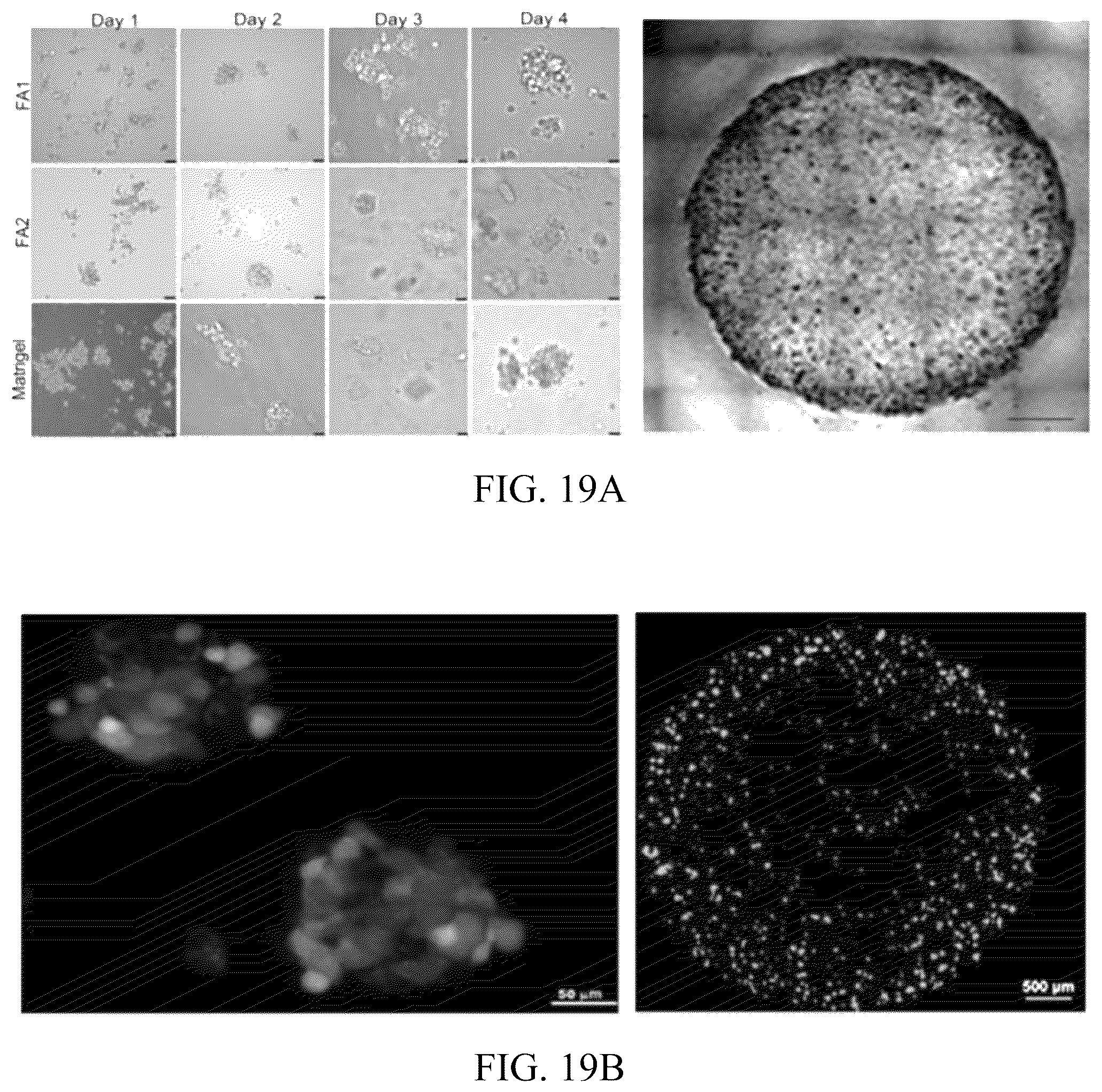 Patent US12318503 Figure 18 – Functional amyloid hydrogels and applications thereof