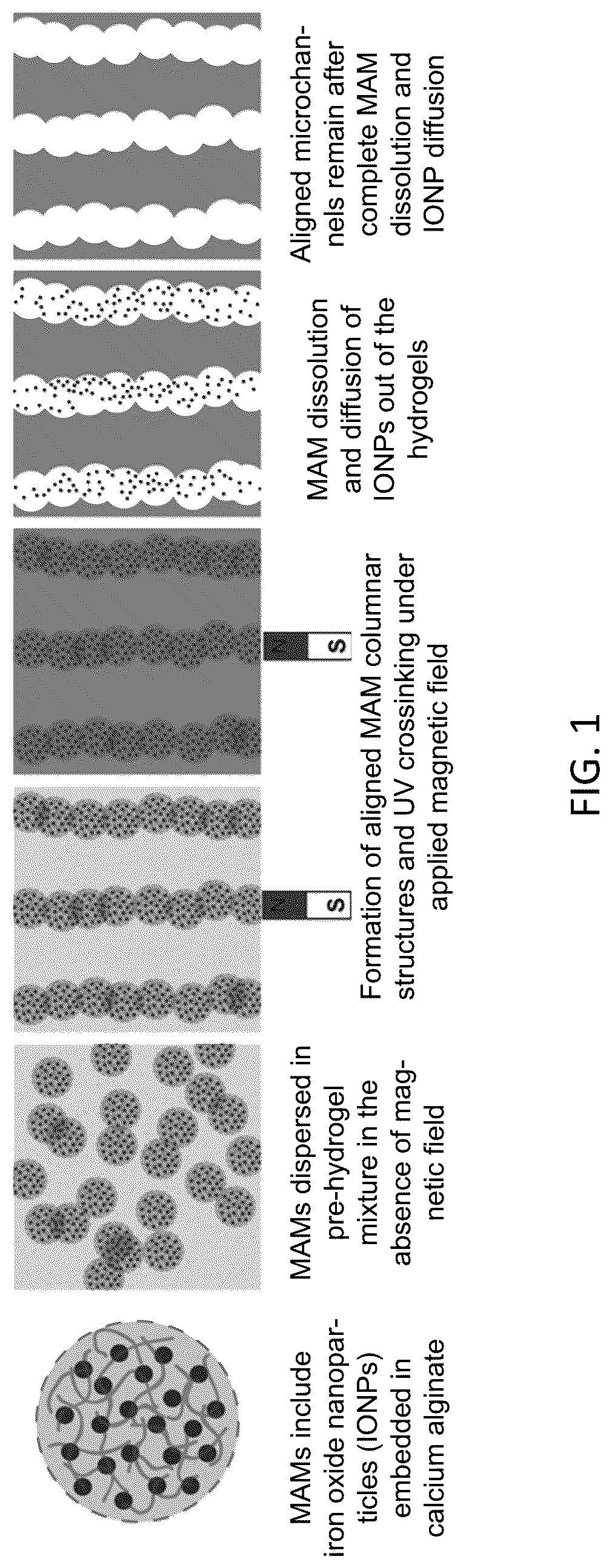 Patent US12318509 Figure 1 – Magnetically templated tissue engineering scaffolds and methods of making and using the magnetically templated tissue engineering scaffolds