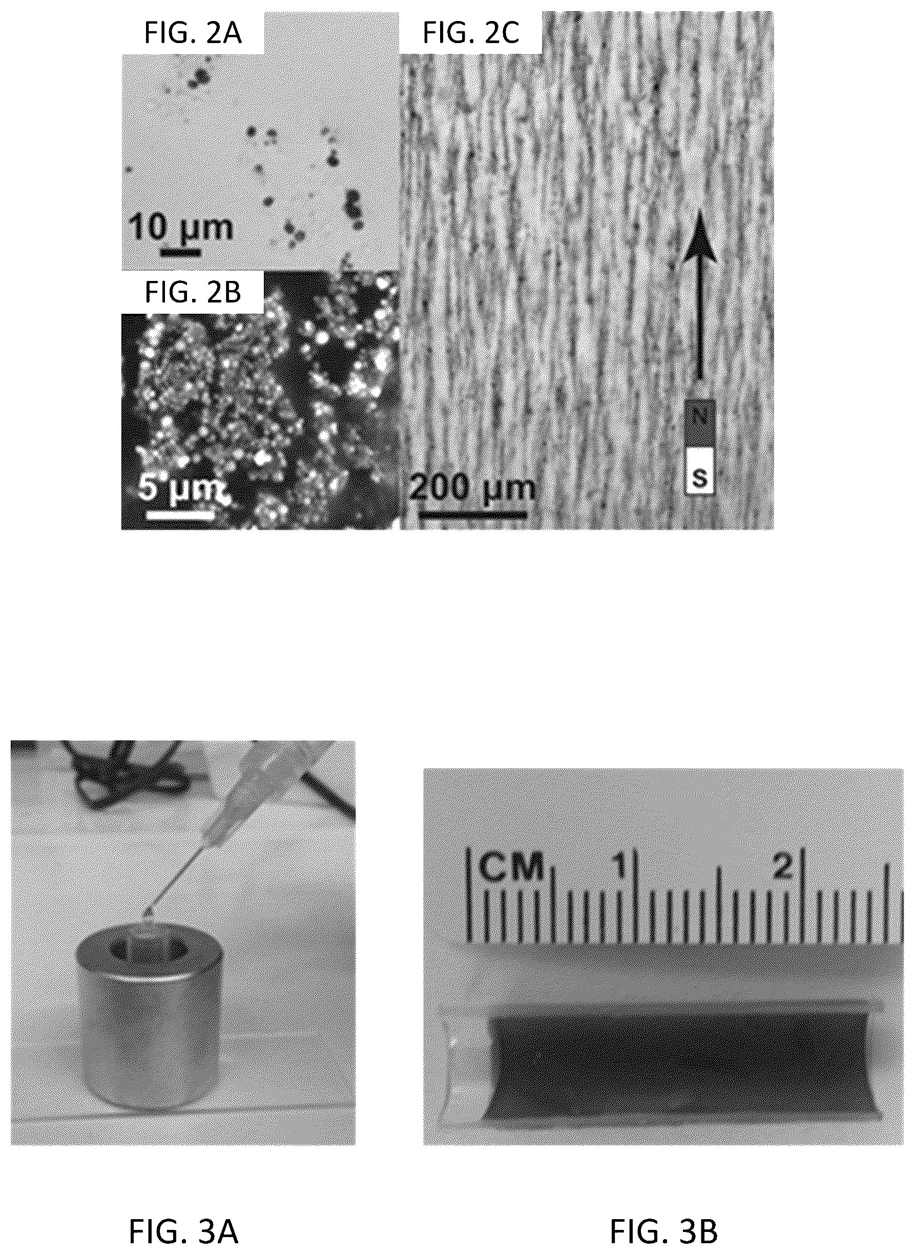 Patent US12318509 Figure 2 – Magnetically templated tissue engineering scaffolds and methods of making and using the magnetically templated tissue engineering scaffolds