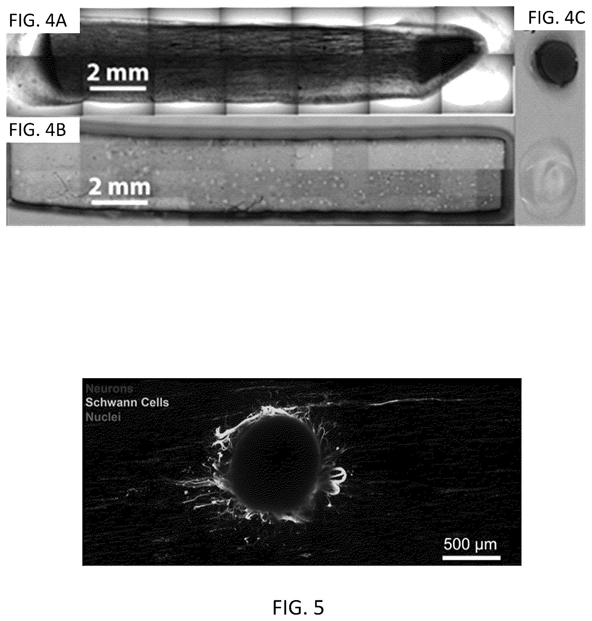 Patent US12318509 Figure 3 – Magnetically templated tissue engineering scaffolds and methods of making and using the magnetically templated tissue engineering scaffolds