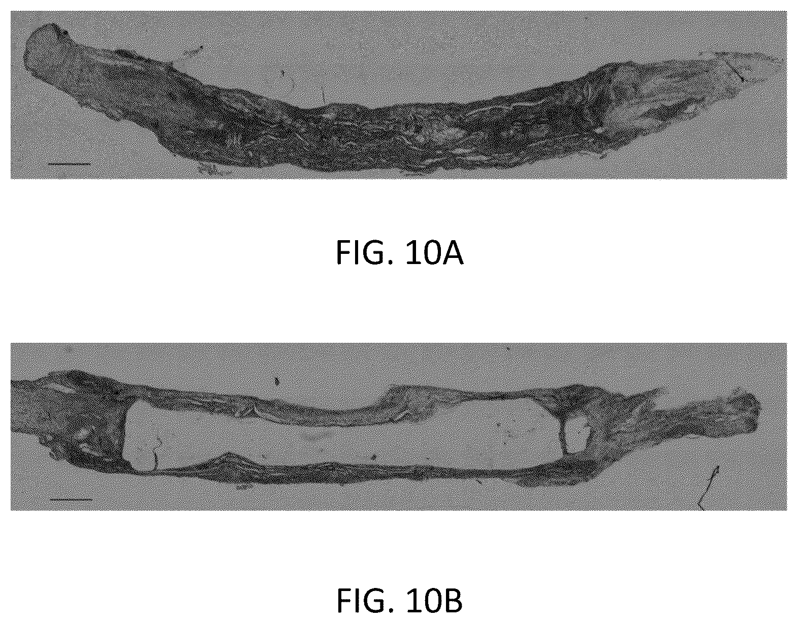 Patent US12318509 Figure 6 – Magnetically templated tissue engineering scaffolds and methods of making and using the magnetically templated tissue engineering scaffolds