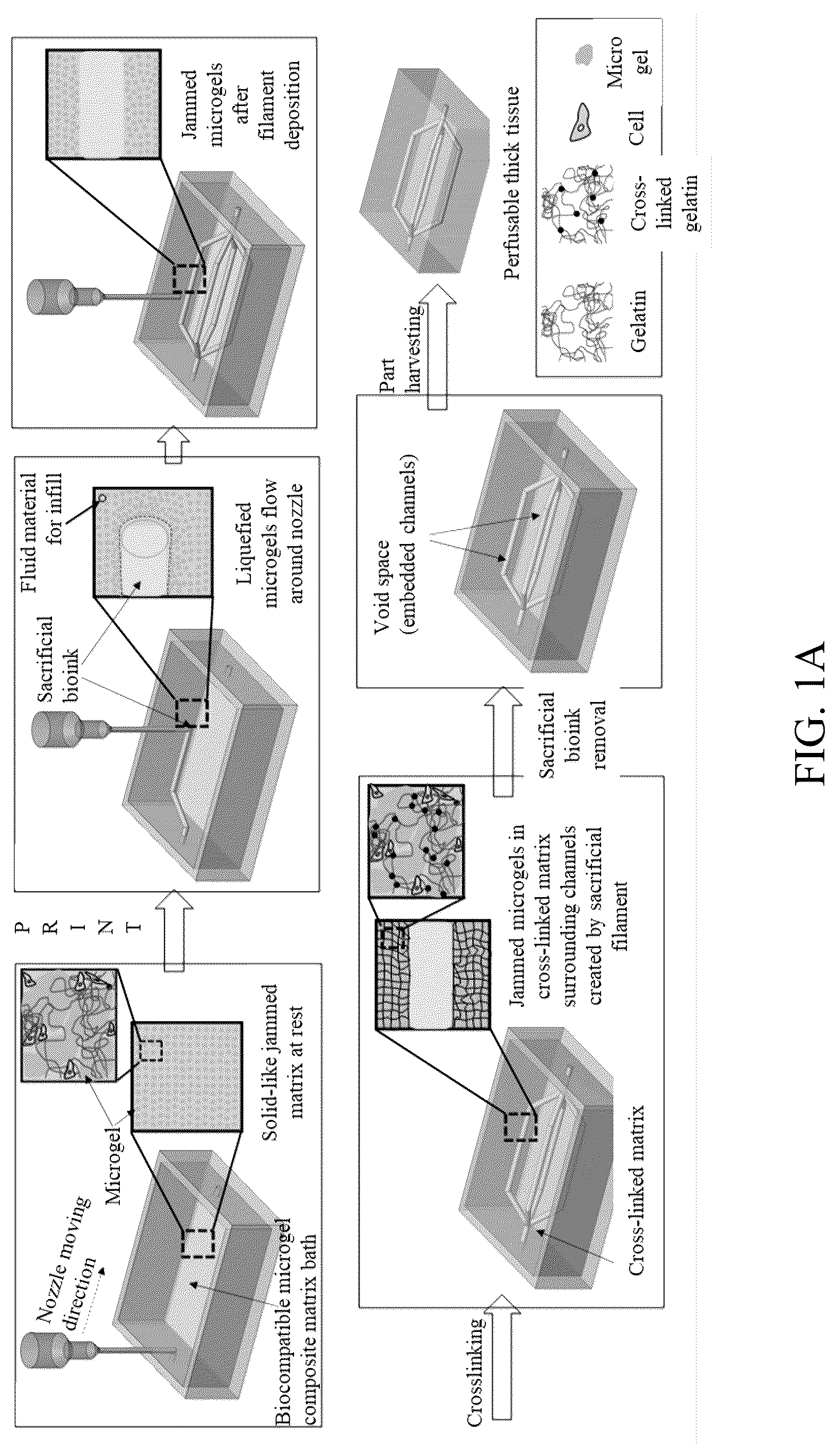 Patent US12318996 Figure 1 – Cross-linkable microgel composite matrix bath for embedded bioprinting of perfusable tissue constructs