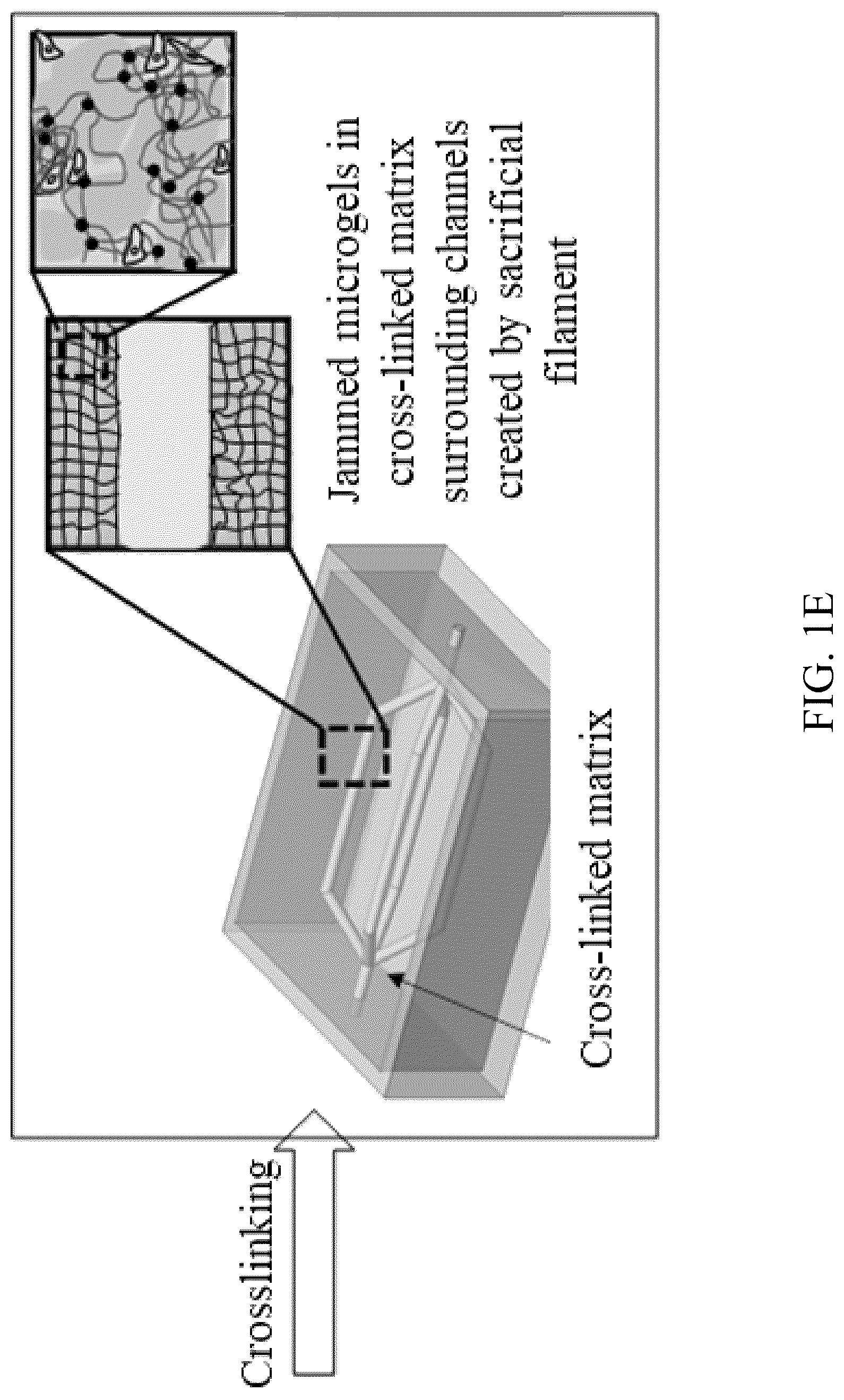 Patent US12318996 Figure 5 – Cross-linkable microgel composite matrix bath for embedded bioprinting of perfusable tissue constructs