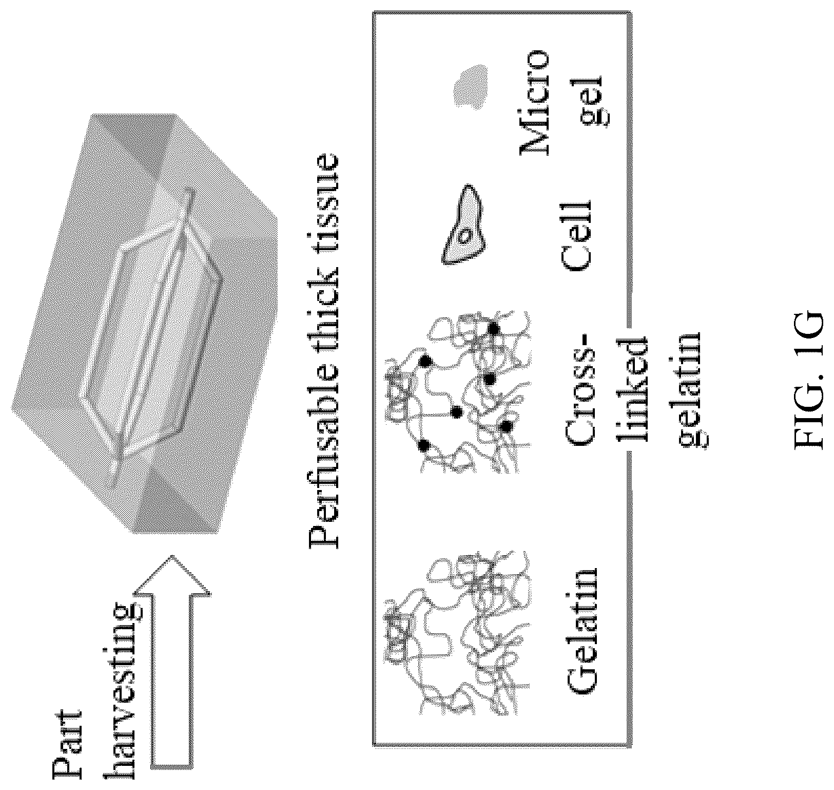Patent US12318996 Figure 7 – Cross-linkable microgel composite matrix bath for embedded bioprinting of perfusable tissue constructs