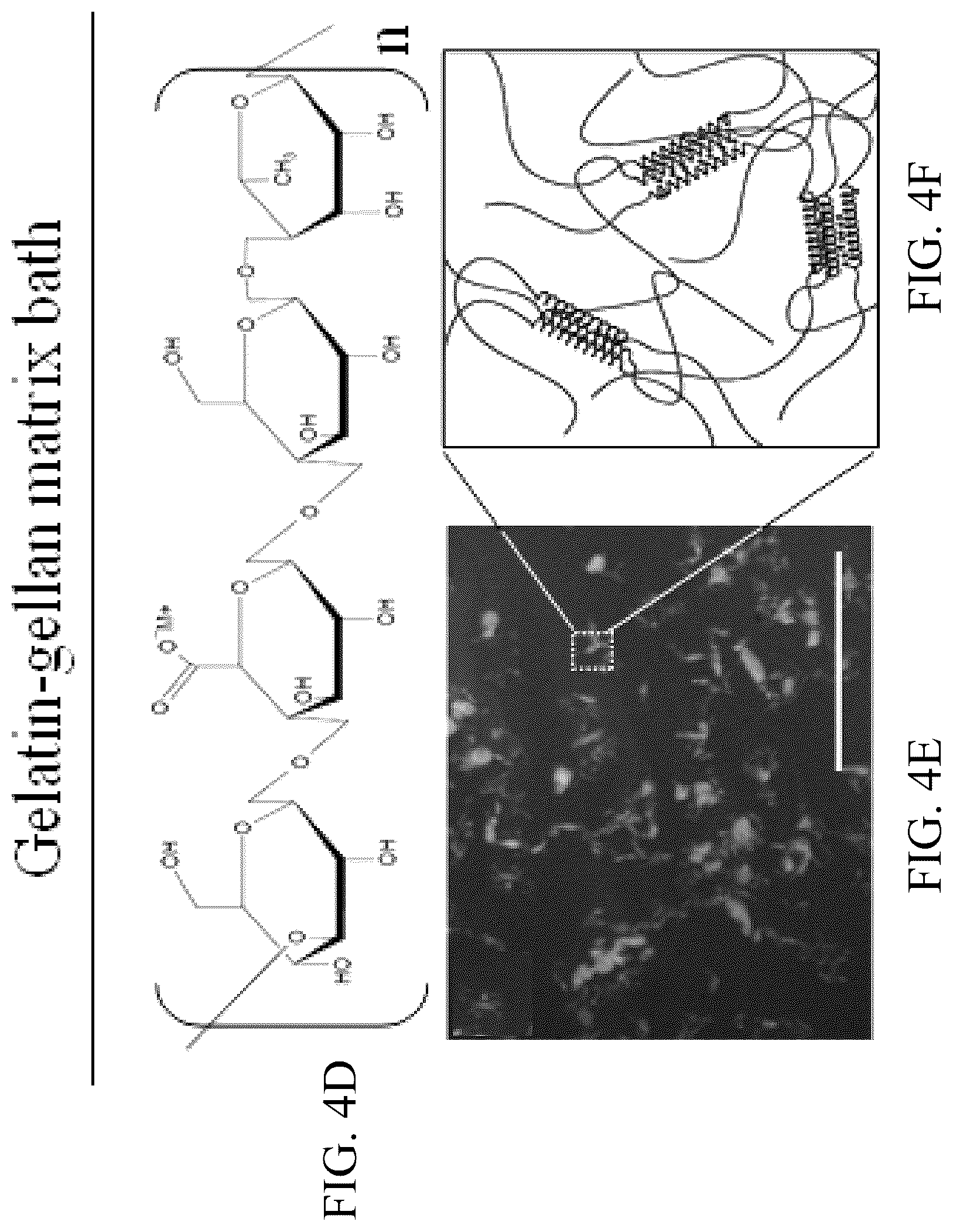 Patent US12318996 Figure 11 – Cross-linkable microgel composite matrix bath for embedded bioprinting of perfusable tissue constructs