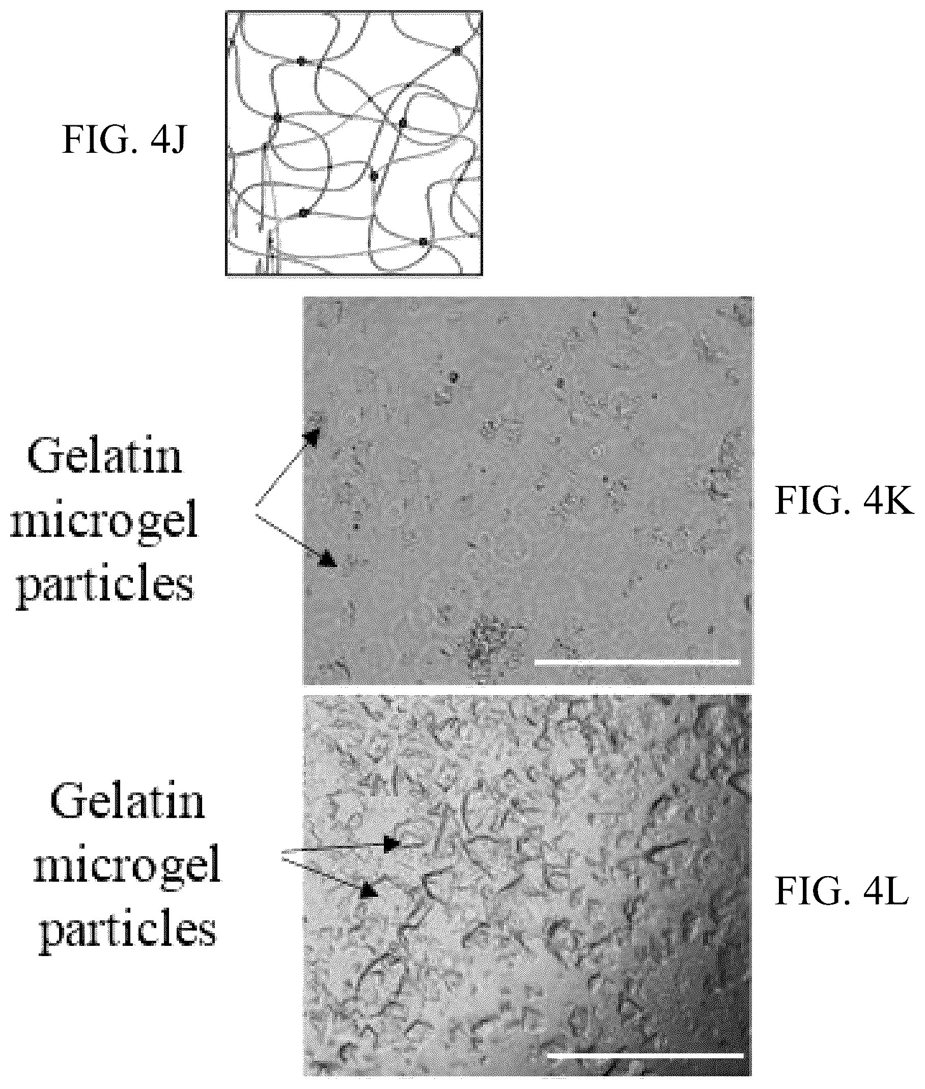 Patent US12318996 Figure 13 – Cross-linkable microgel composite matrix bath for embedded bioprinting of perfusable tissue constructs