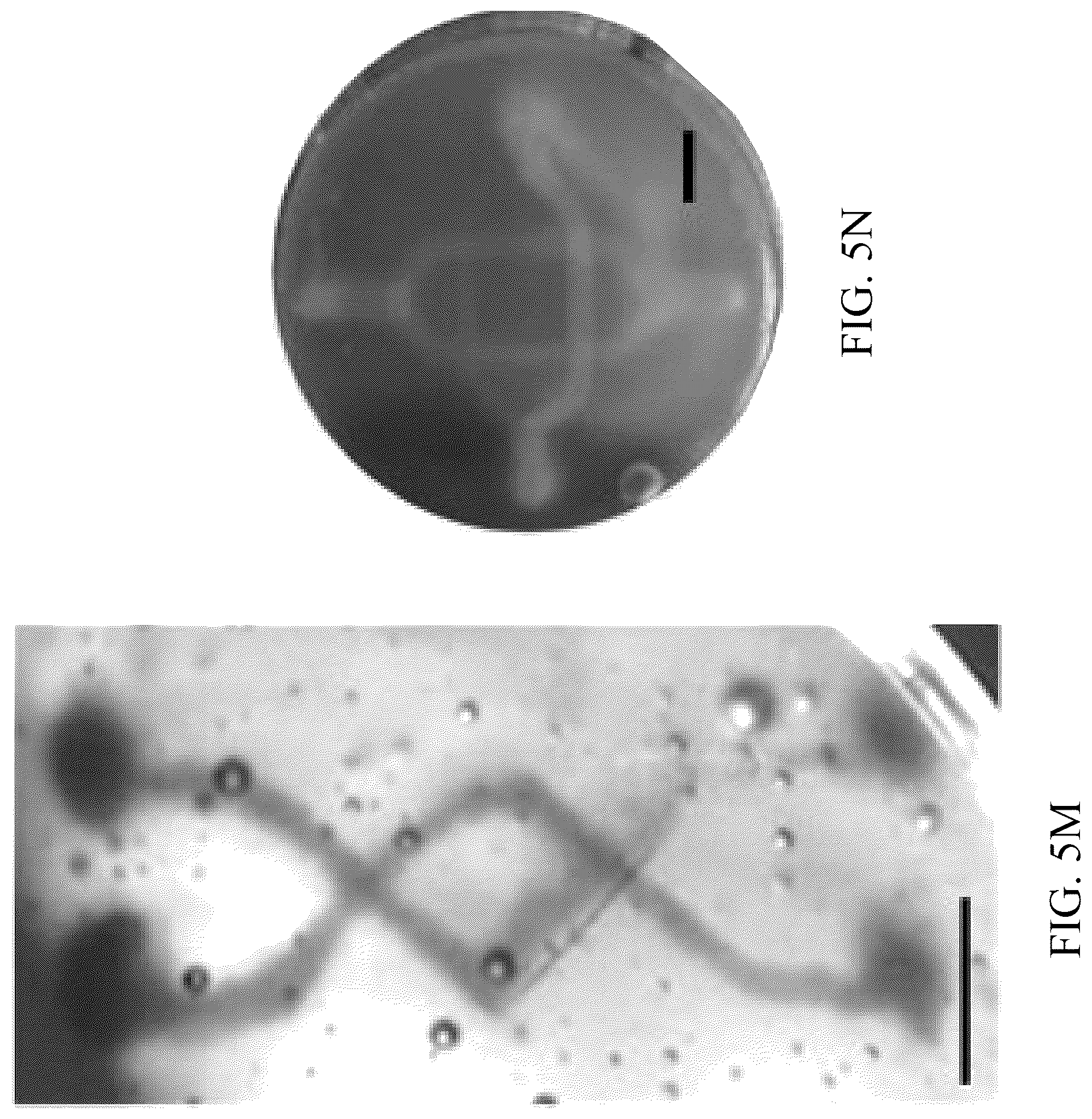 Patent US12318996 Figure 19 – Cross-linkable microgel composite matrix bath for embedded bioprinting of perfusable tissue constructs