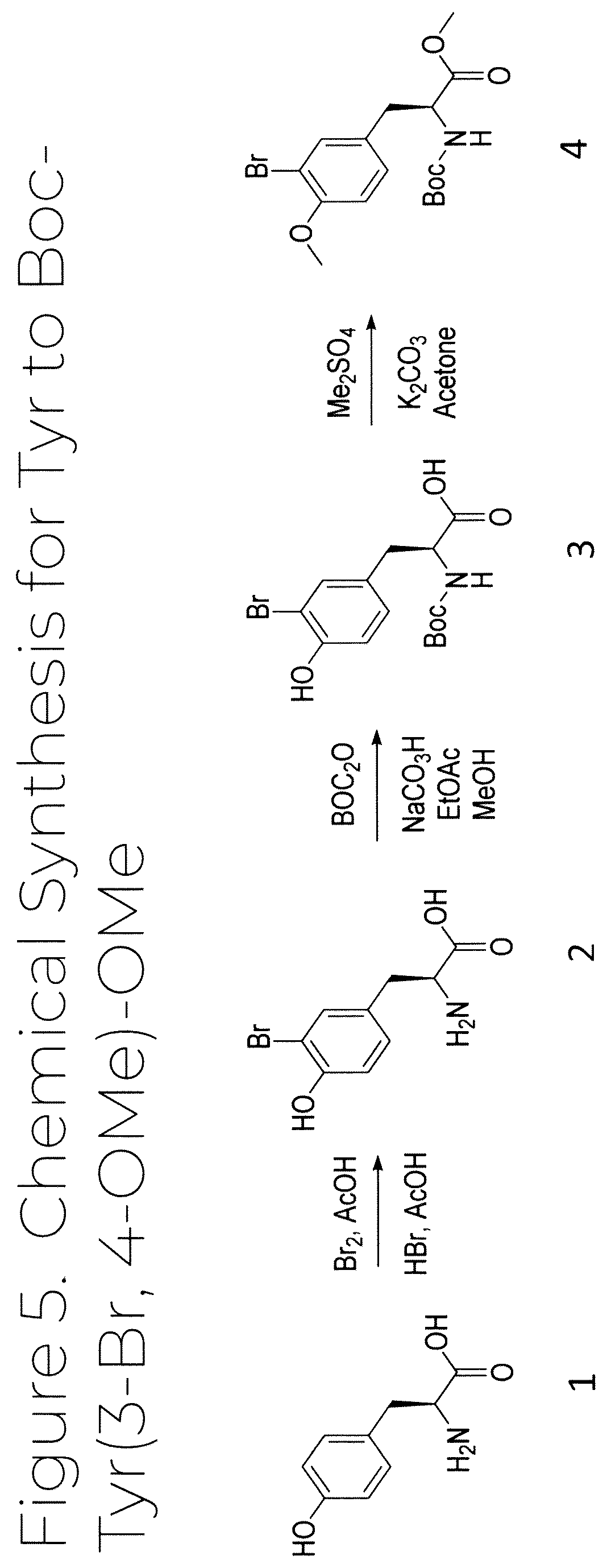 Patent US12319707 Figure 5 – Dosage unit form(s) comprising BTS and BTS(OMe) for use in boron neutron capture therapy and methods thereof
