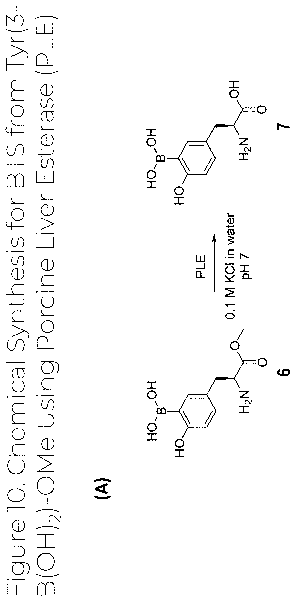 Patent US12319707 Figure 10 – Dosage unit form(s) comprising BTS and BTS(OMe) for use in boron neutron capture therapy and methods thereof