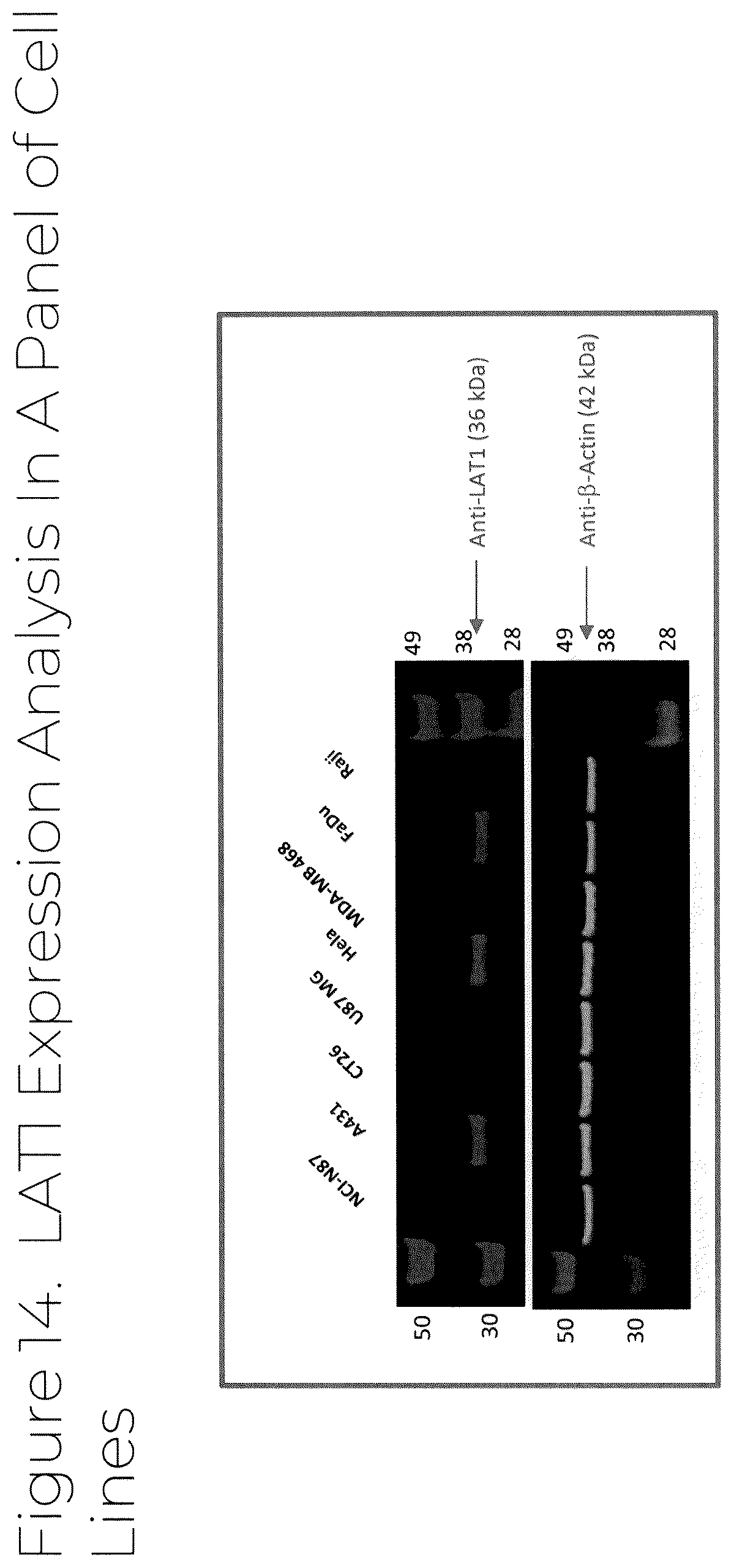 Patent US12319707 Figure 15 – Dosage unit form(s) comprising BTS and BTS(OMe) for use in boron neutron capture therapy and methods thereof