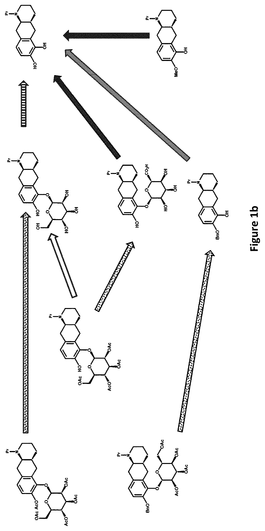Patent US12319710 Figure 2 – Catecholamine prodrugs for use in the treatment of Parkinson's diseases