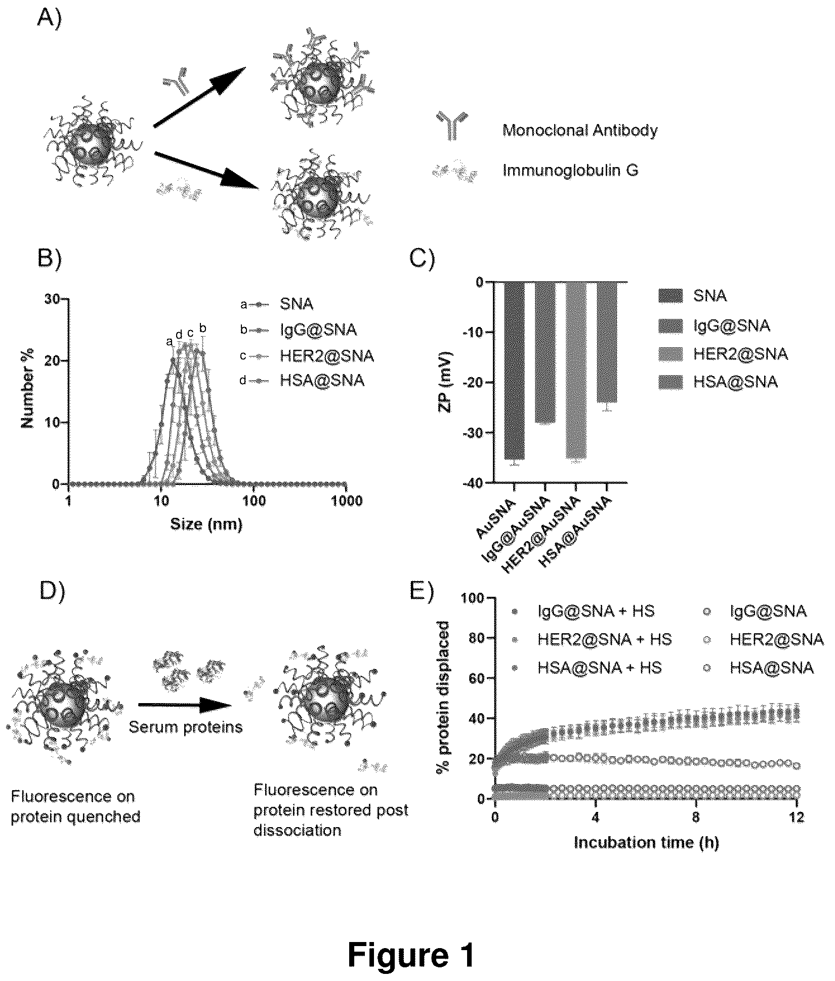 Patent US12319711 Figure 1 – Spherical nucleic acids with tailored and active protein coronae
