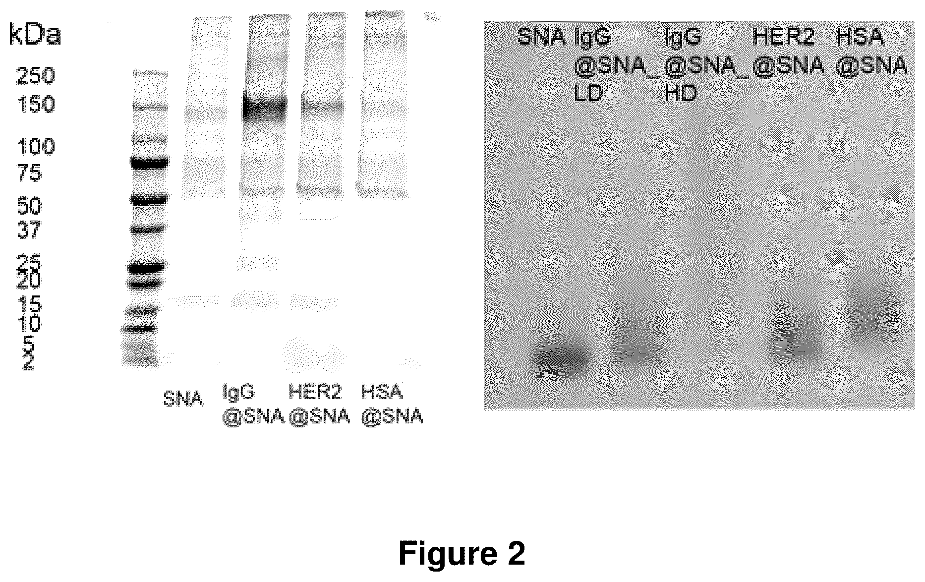 Patent US12319711 Figure 2 – Spherical nucleic acids with tailored and active protein coronae
