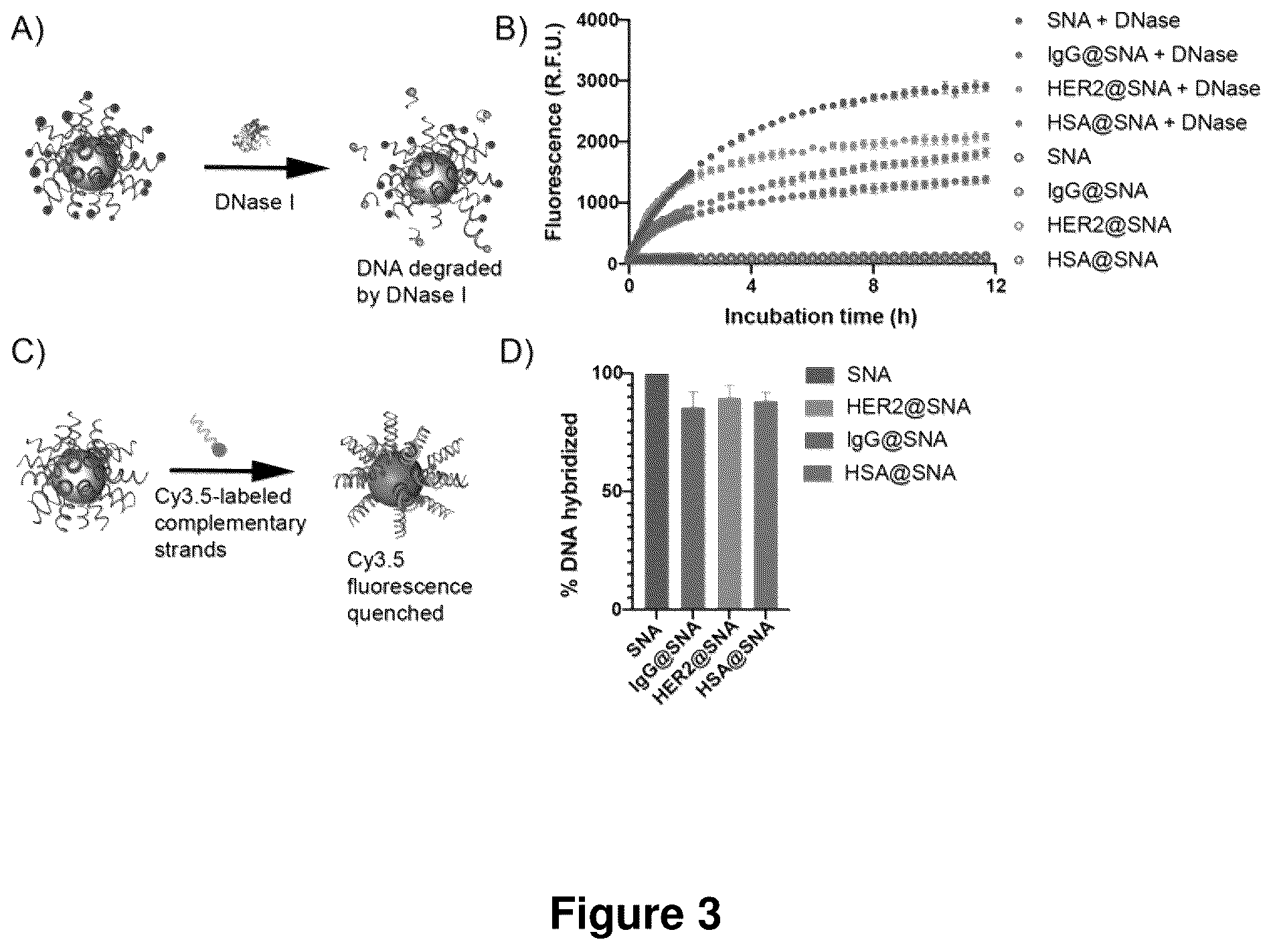 Patent US12319711 Figure 3 – Spherical nucleic acids with tailored and active protein coronae