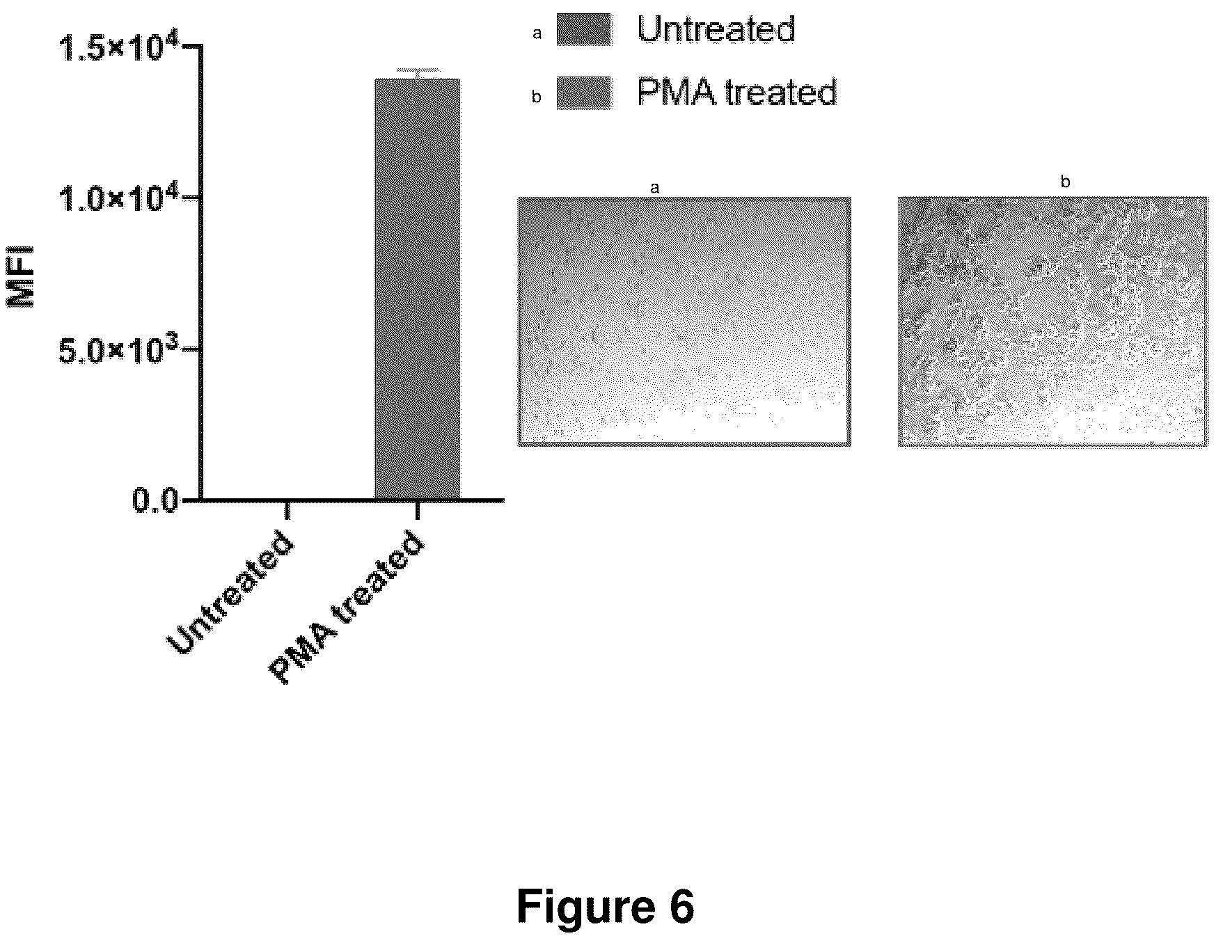 Patent US12319711 Figure 6 – Spherical nucleic acids with tailored and active protein coronae