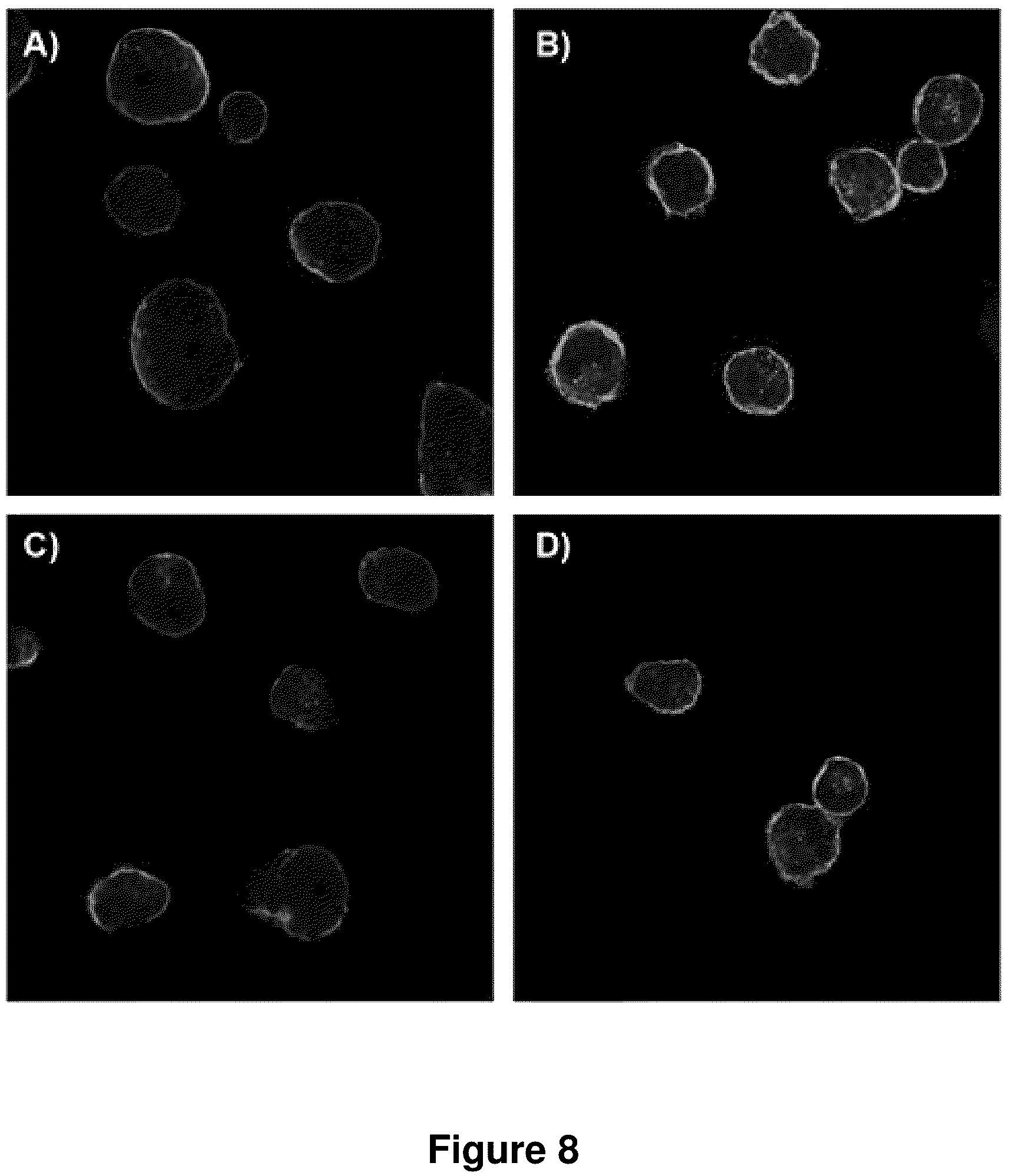 Patent US12319711 Figure 8 – Spherical nucleic acids with tailored and active protein coronae