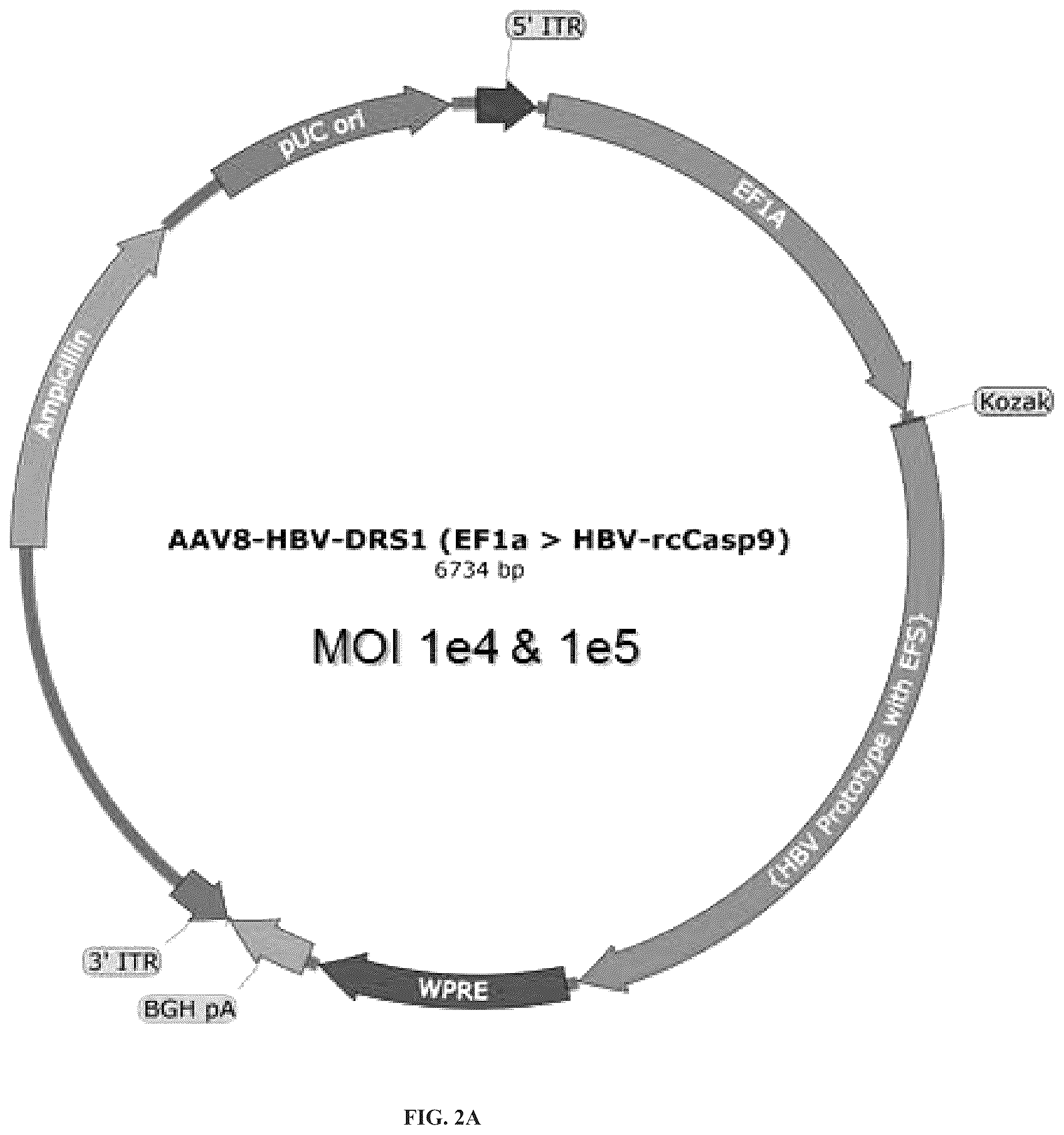 Patent US12319714 Figure 2 – Compositions and methods for treating viral infections
