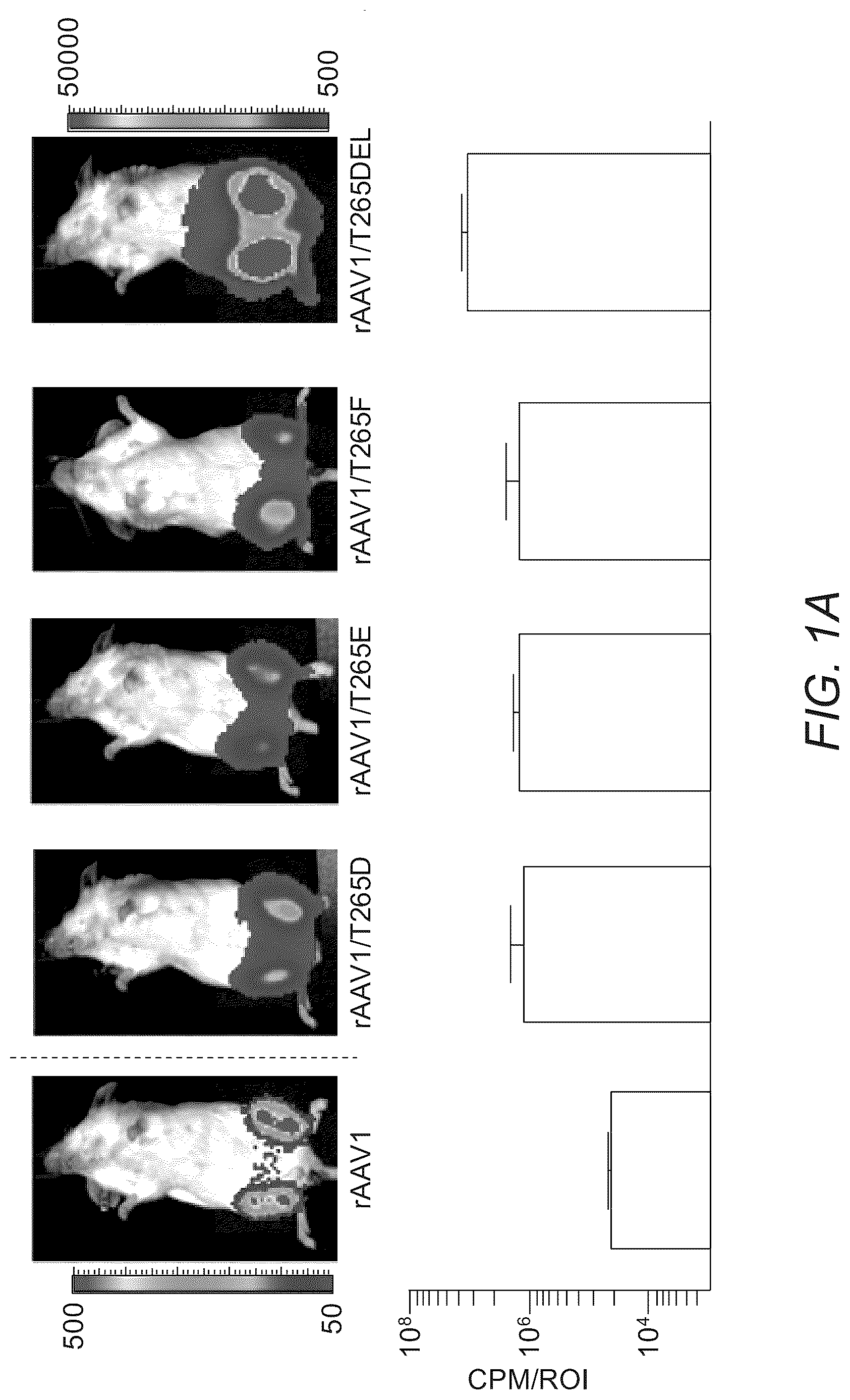 Patent US12319715 Figure 1 – Modified capsid proteins for enhanced delivery of parvovirus vectors