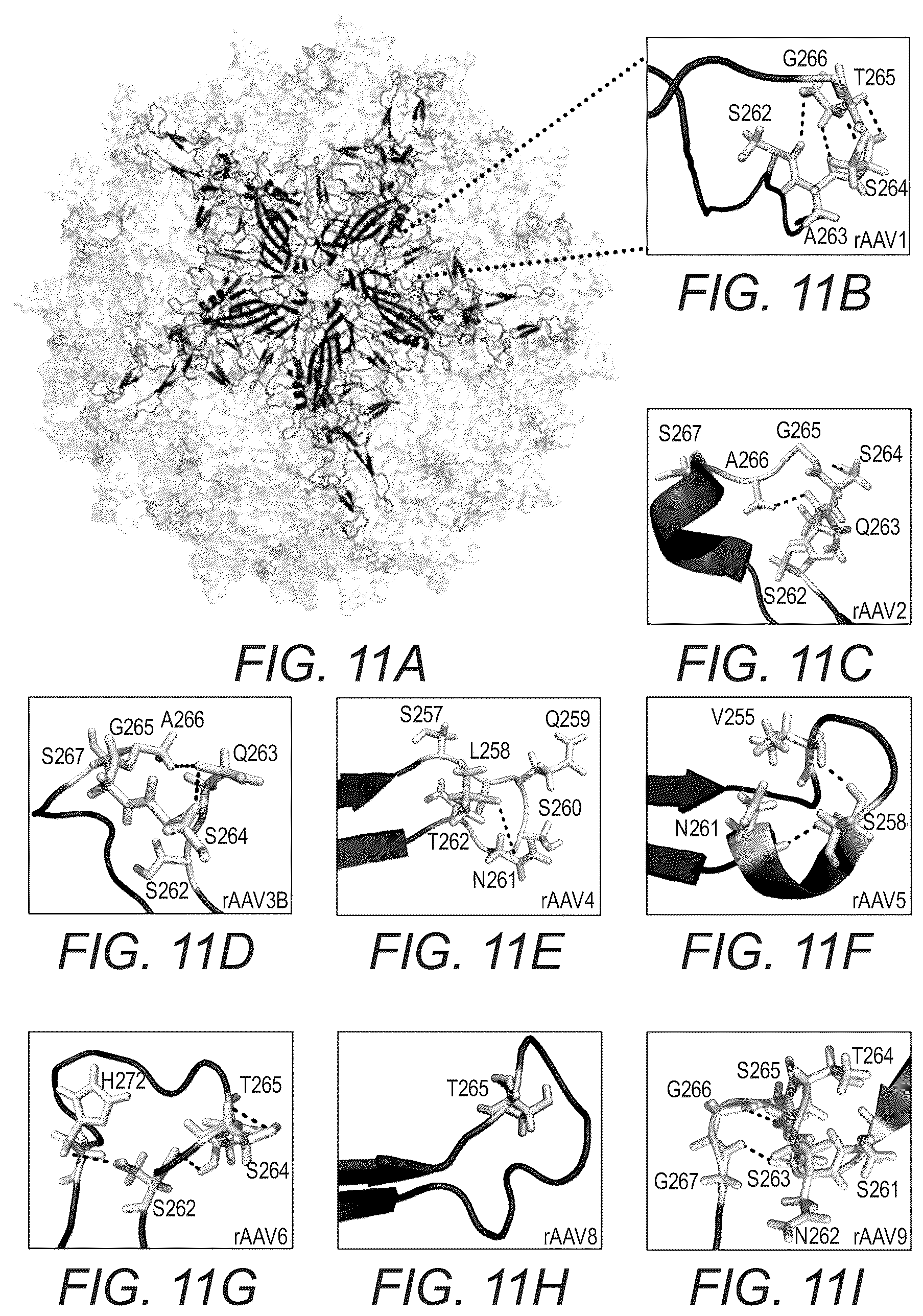 Patent US12319715 Figure 12 – Modified capsid proteins for enhanced delivery of parvovirus vectors