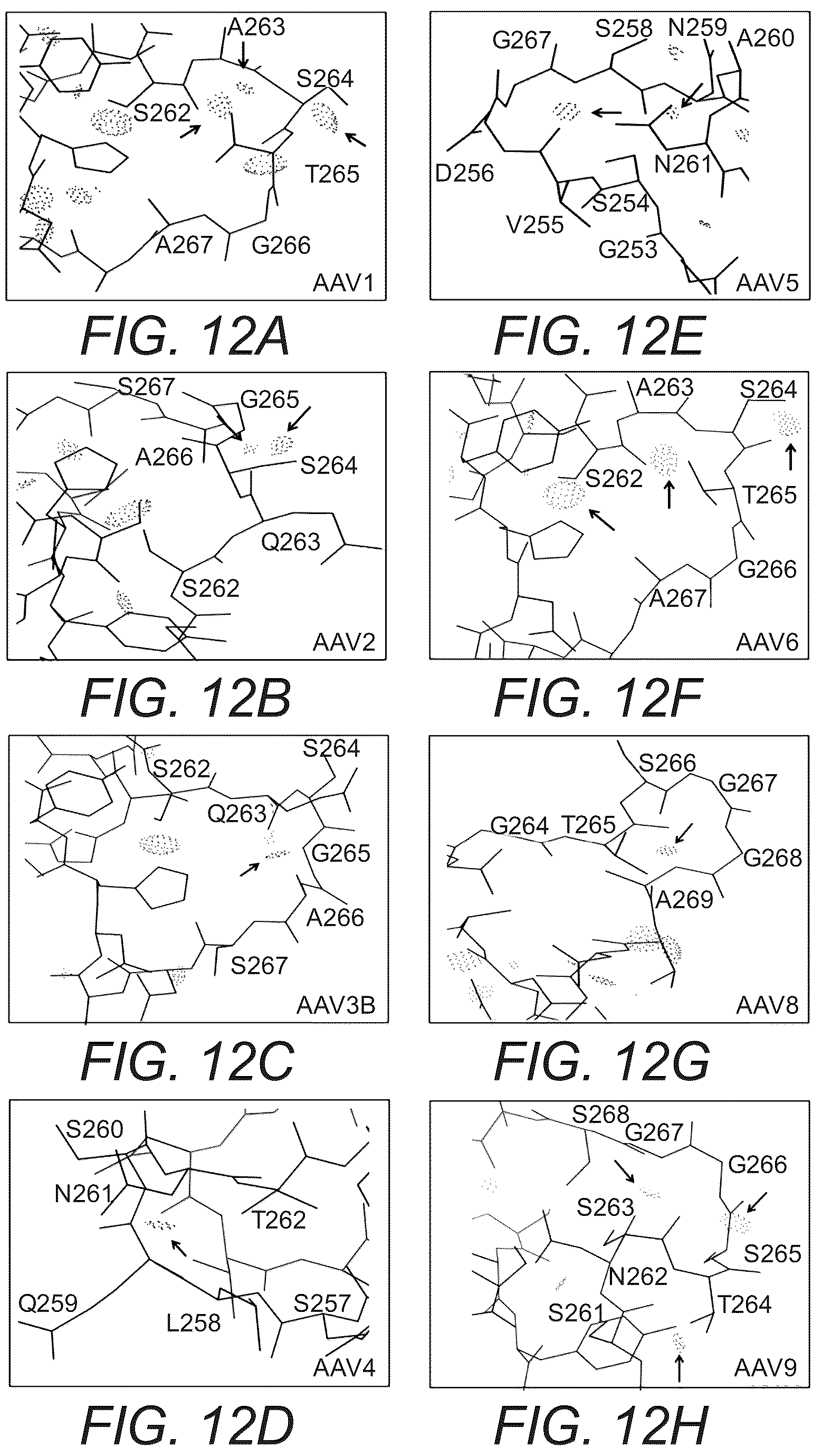 Patent US12319715 Figure 13 – Modified capsid proteins for enhanced delivery of parvovirus vectors
