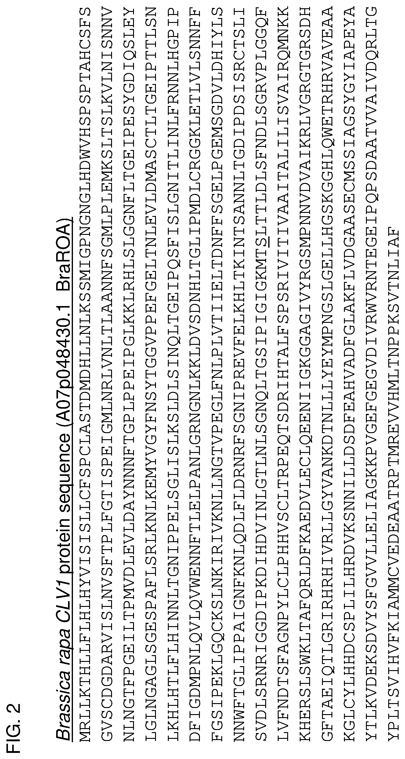 Patent US12319717 Figure 2 – Brassica plants with increased locules