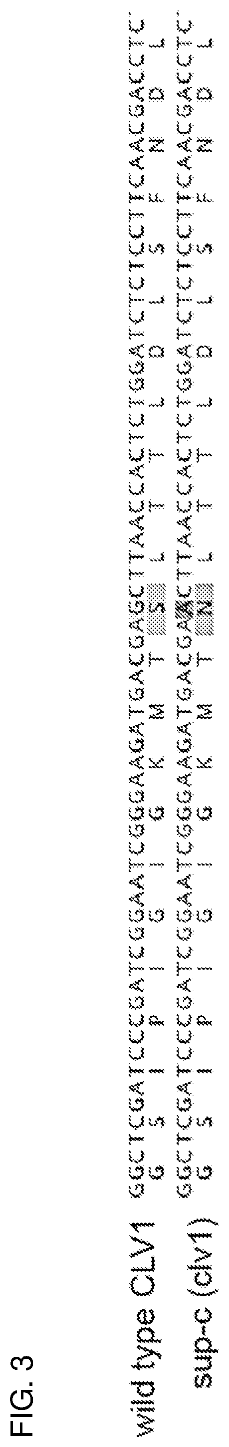 Patent US12319717 Figure 3 – Brassica plants with increased locules