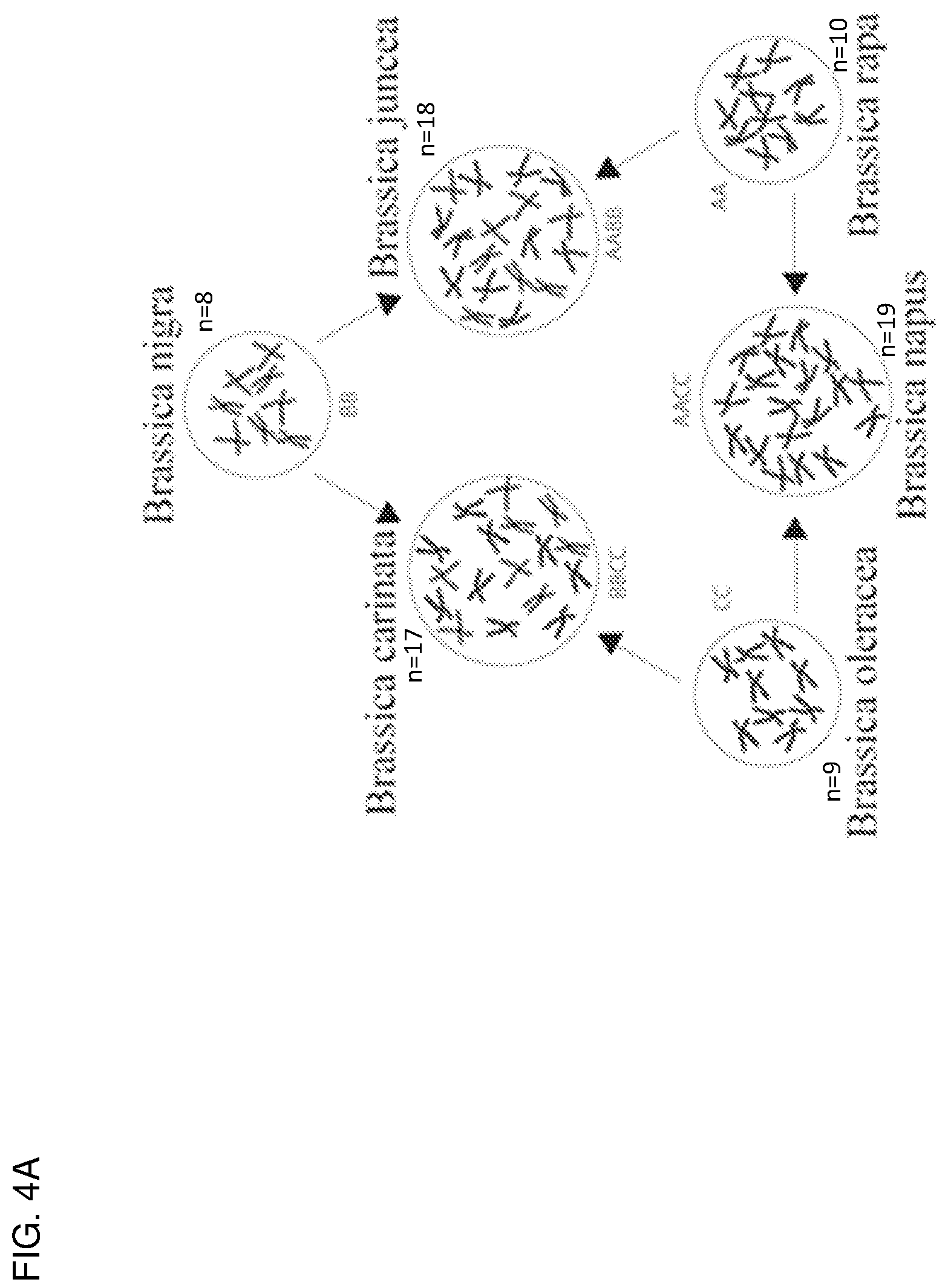 Patent US12319717 Figure 4 – Brassica plants with increased locules