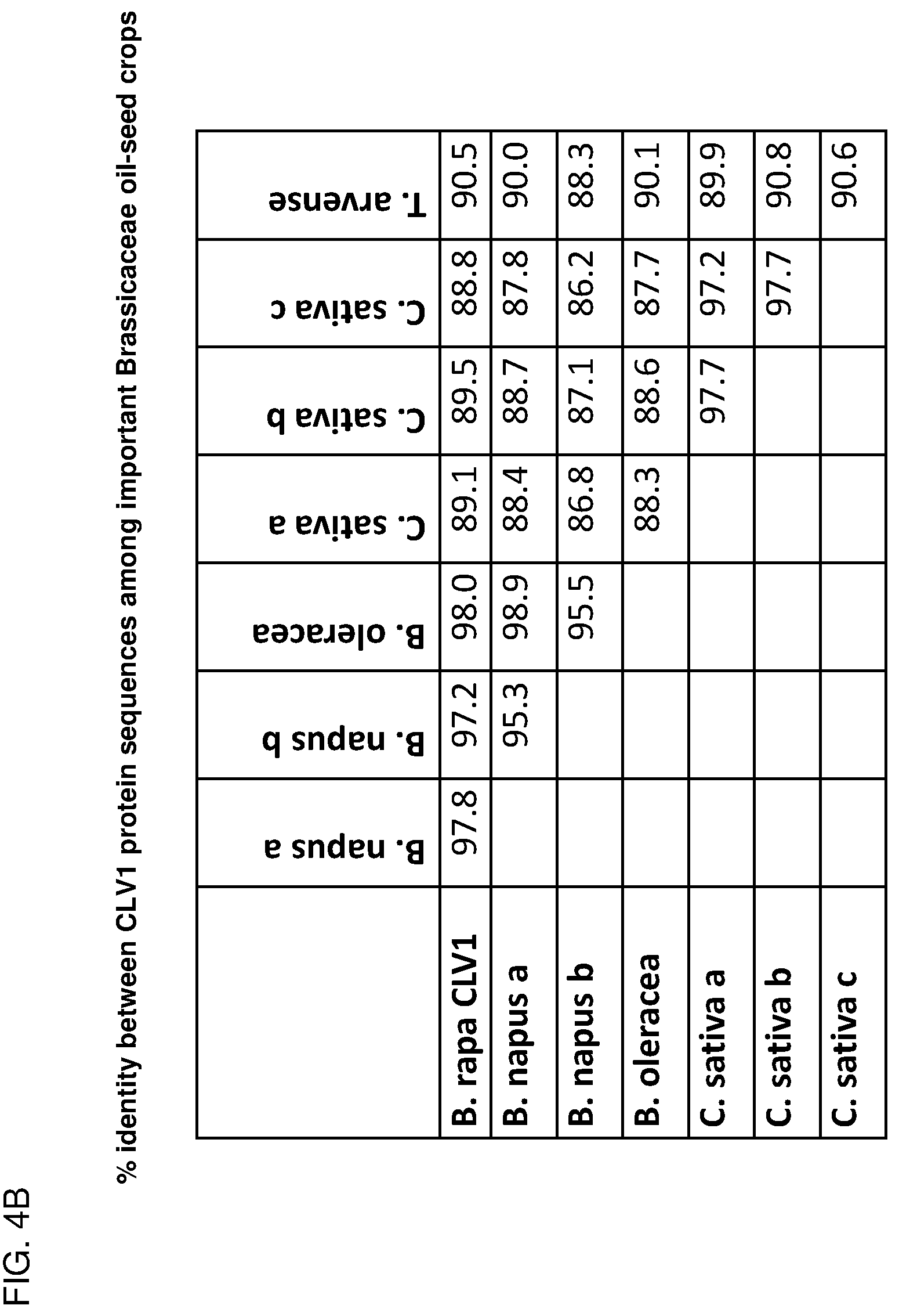 Patent US12319717 Figure 5 – Brassica plants with increased locules