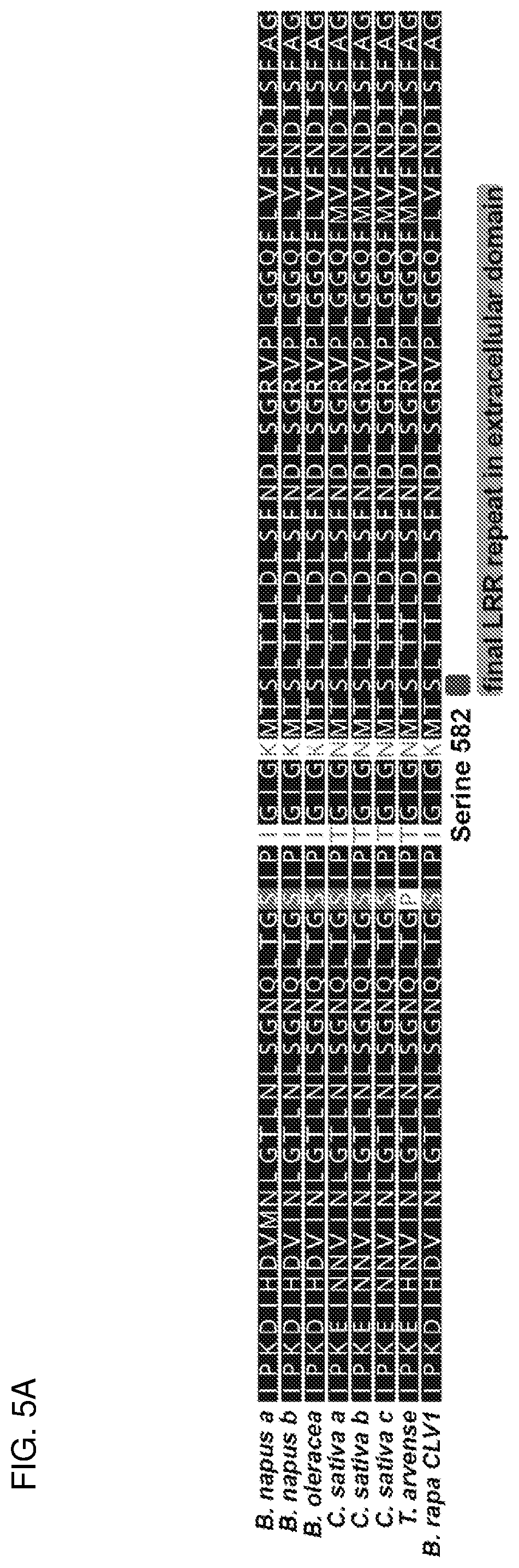 Patent US12319717 Figure 6 – Brassica plants with increased locules