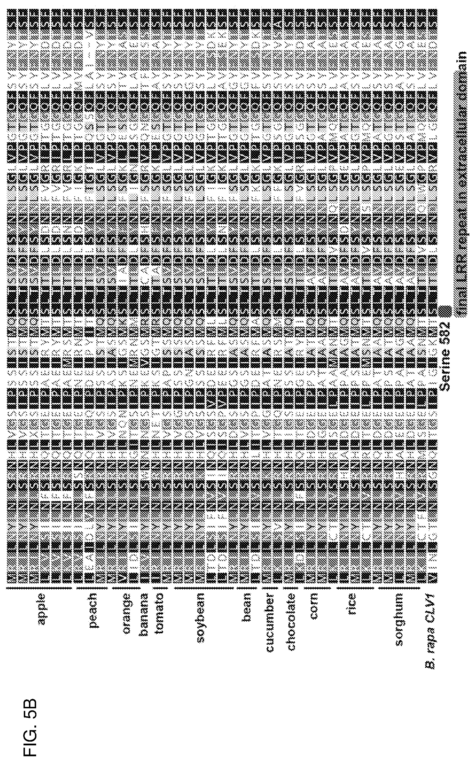 Patent US12319717 Figure 7 – Brassica plants with increased locules