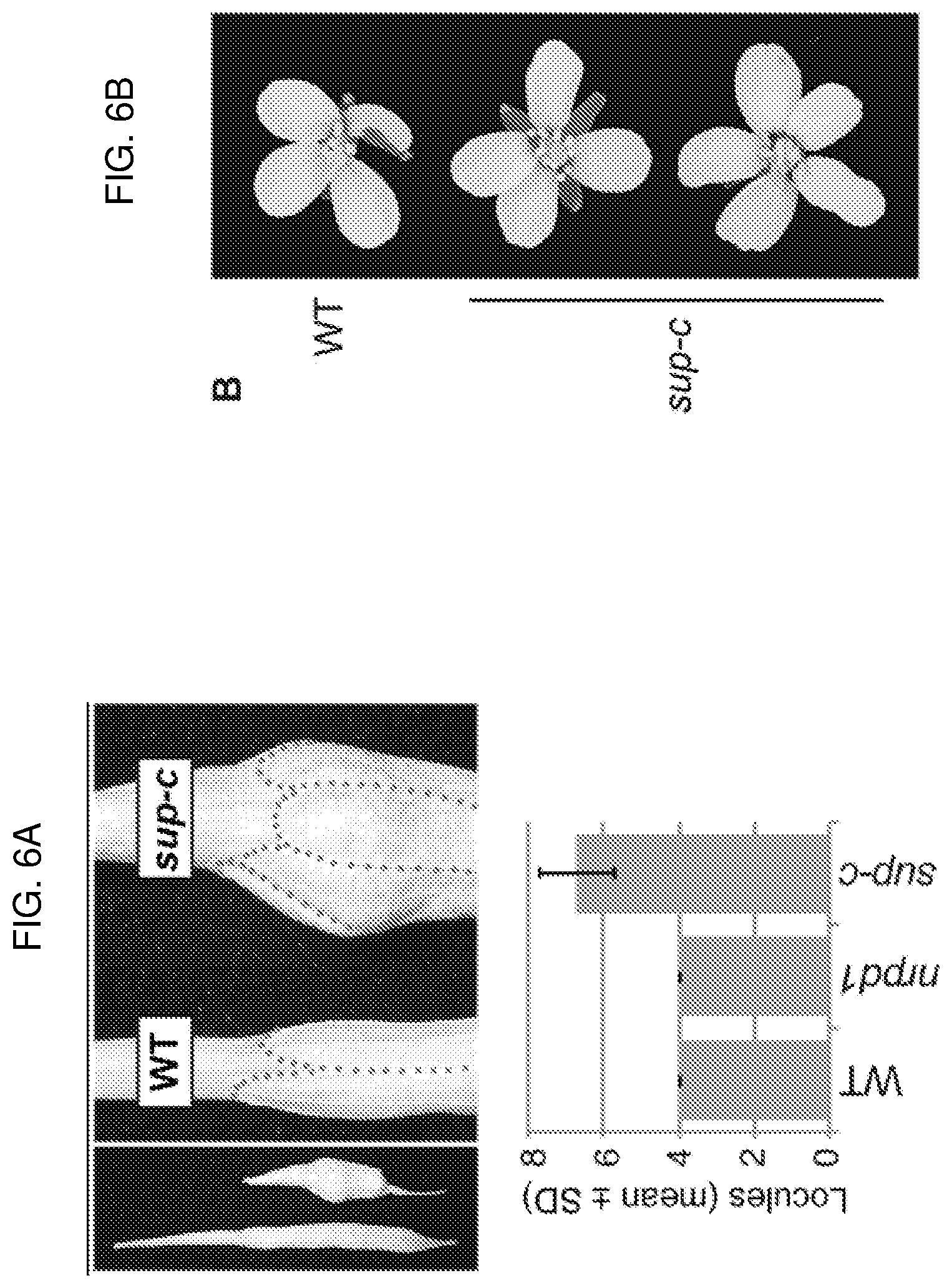 Patent US12319717 Figure 8 – Brassica plants with increased locules