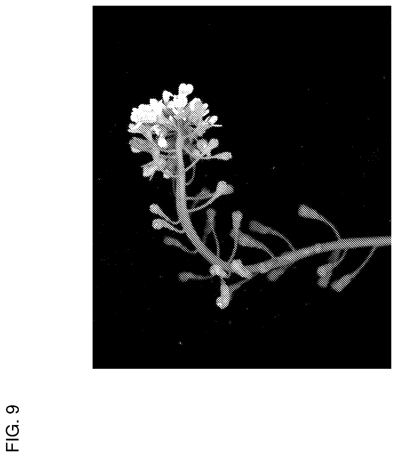 Patent US12319717 Figure 12 – Brassica plants with increased locules