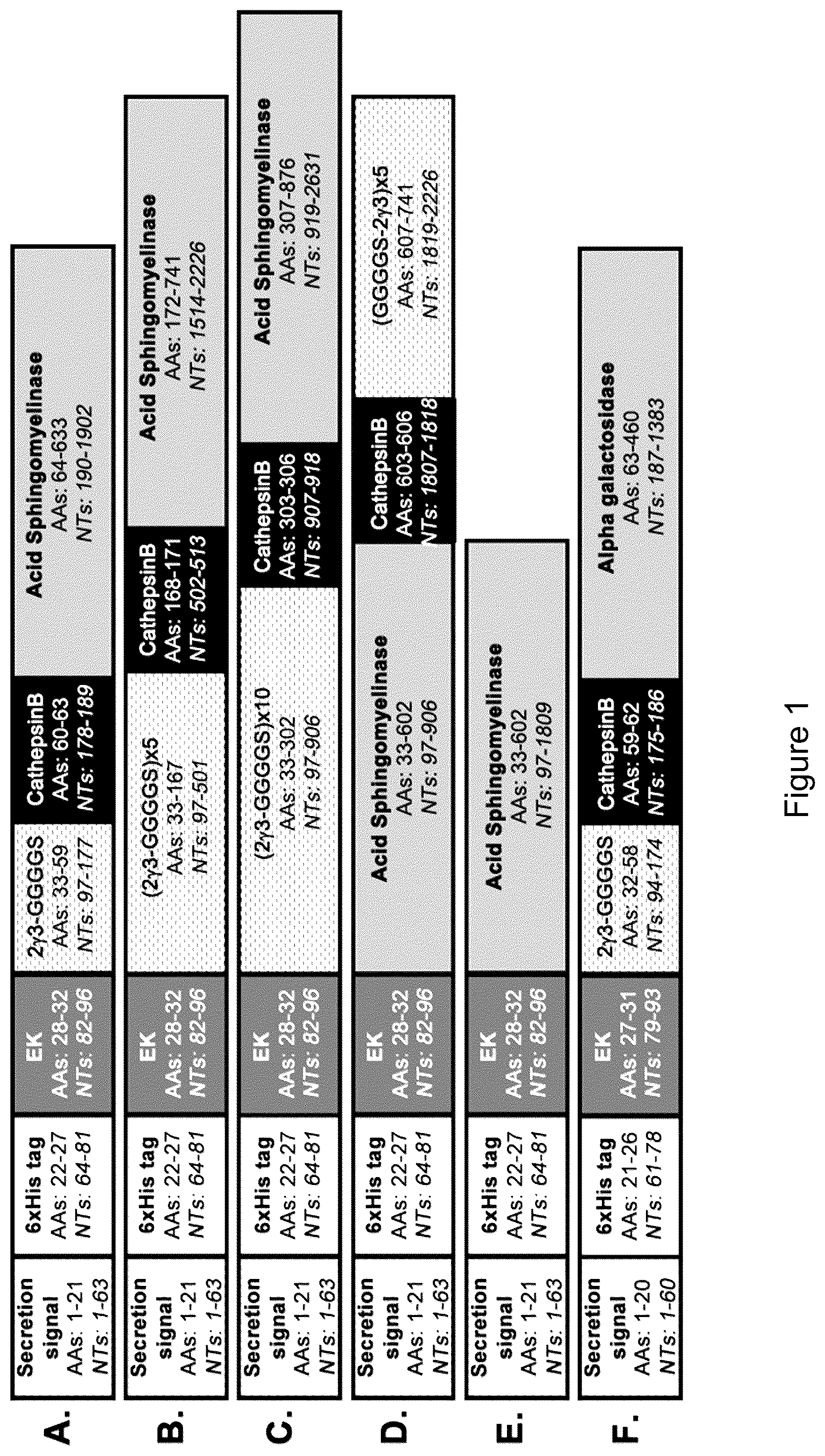 Patent US12319719 Figure 1 – ICAM-1 targeted fusion enzymes