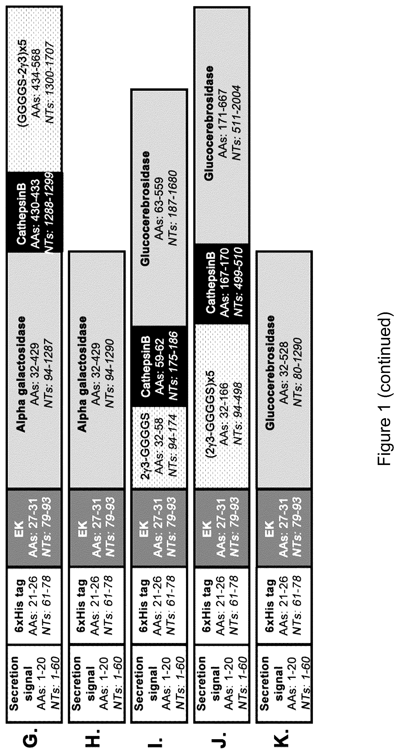 Patent US12319719 Figure 2 – ICAM-1 targeted fusion enzymes