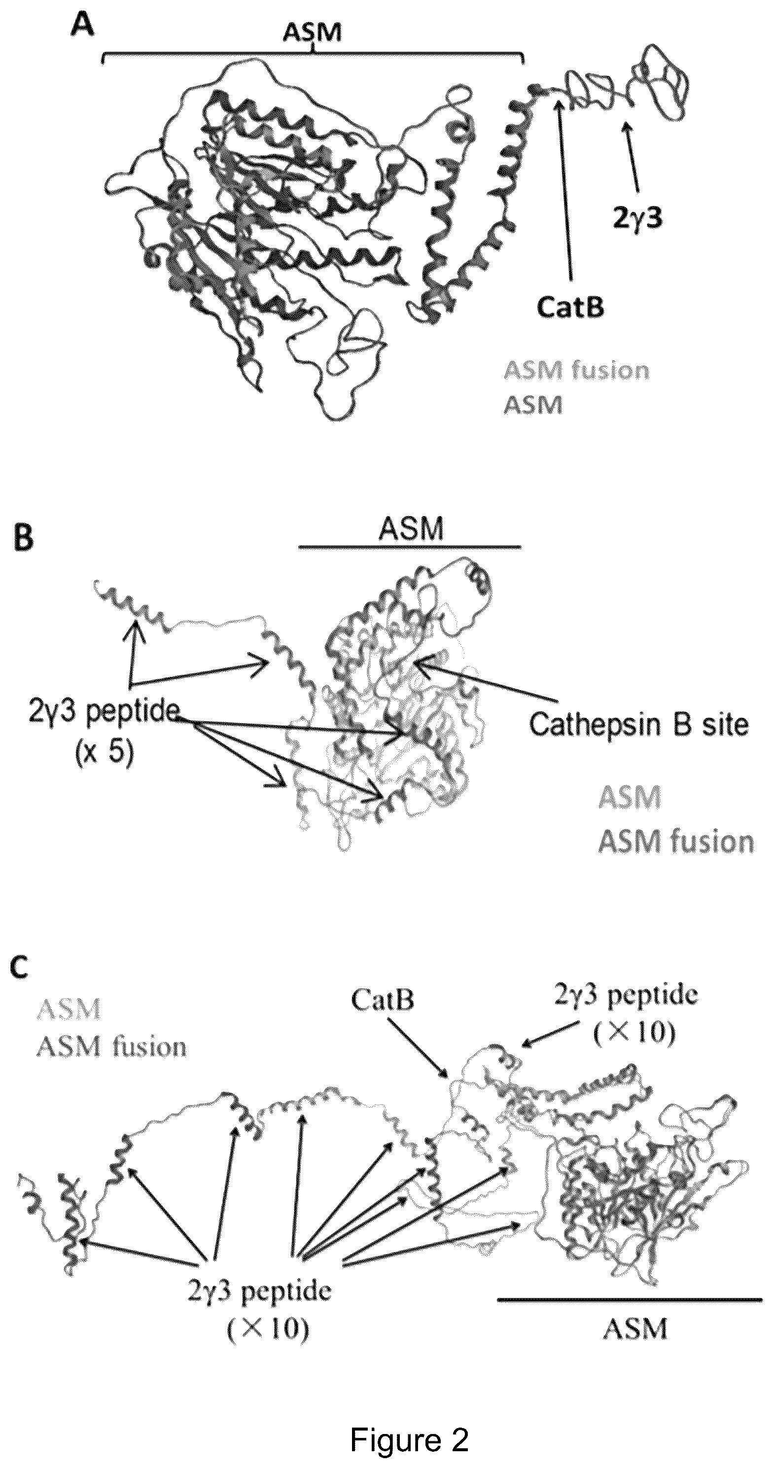 Patent US12319719 Figure 3 – ICAM-1 targeted fusion enzymes