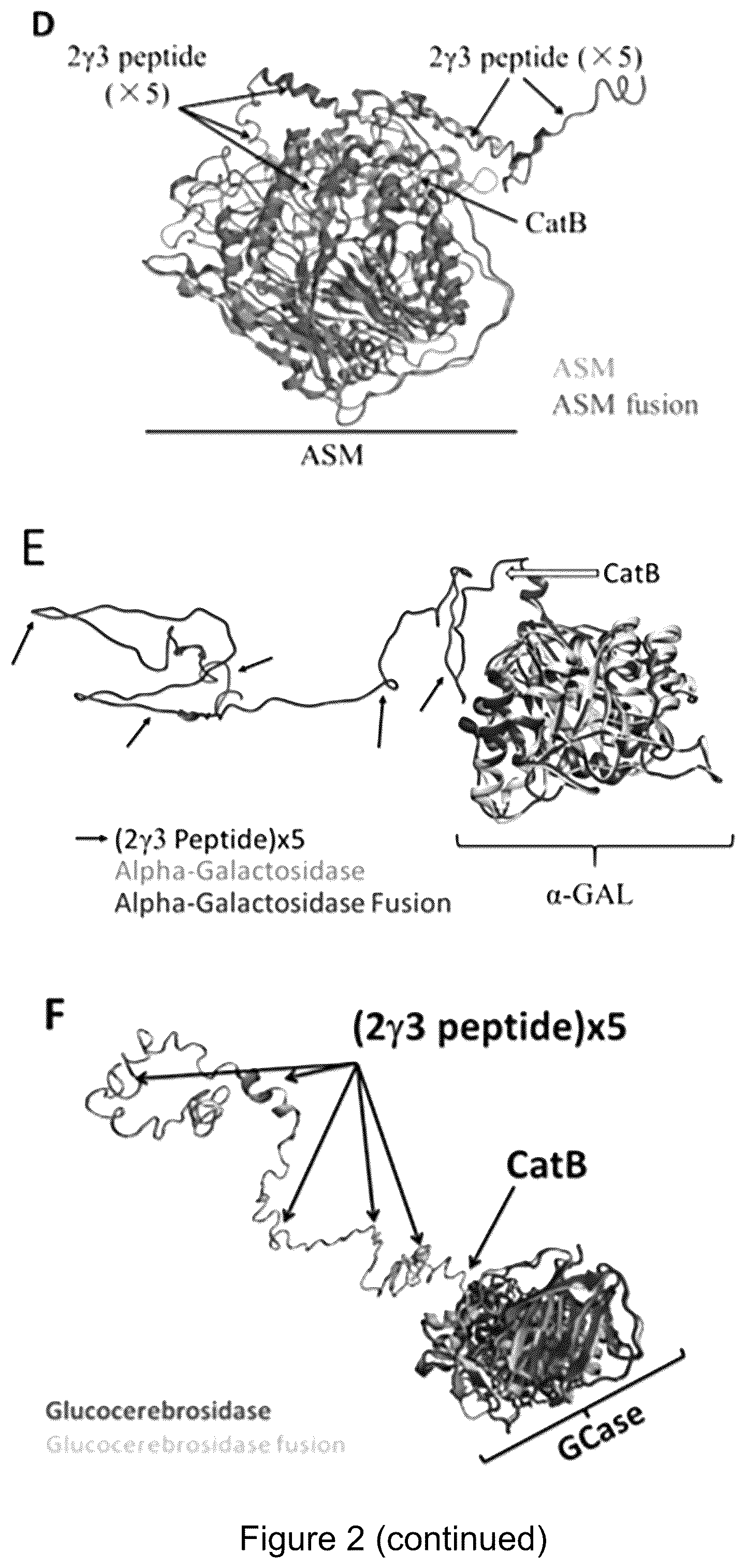 Patent US12319719 Figure 4 – ICAM-1 targeted fusion enzymes
