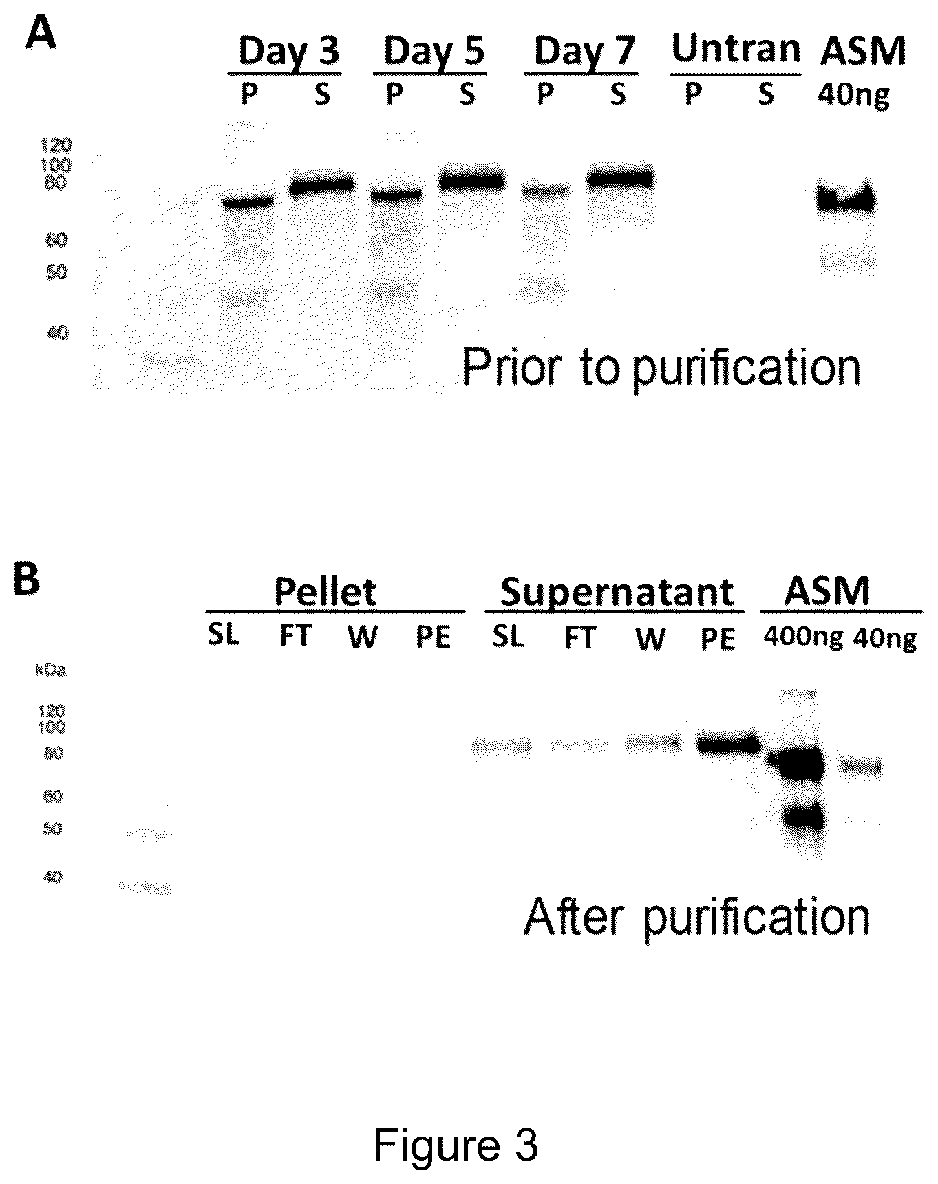 Patent US12319719 Figure 5 – ICAM-1 targeted fusion enzymes