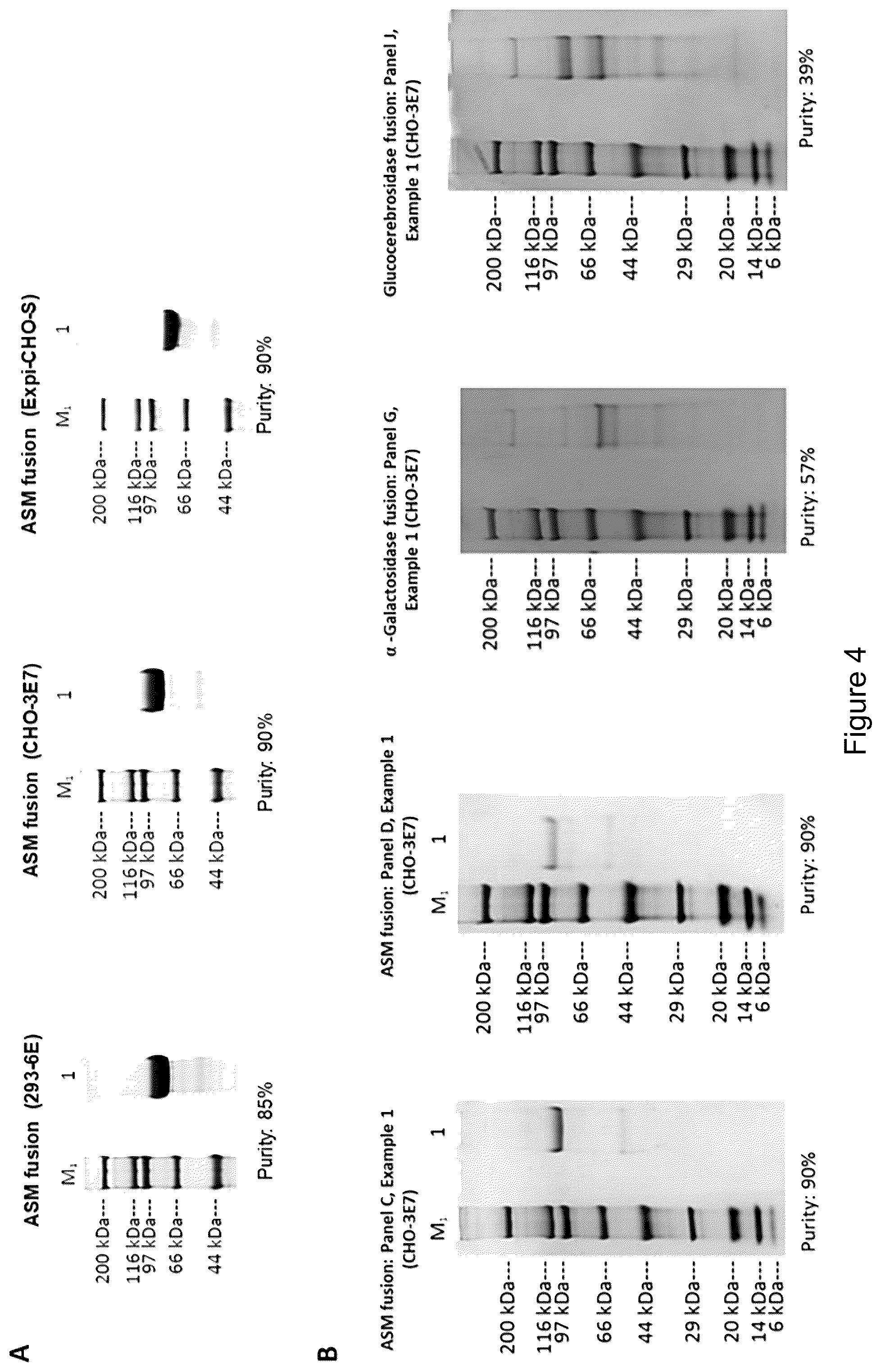 Patent US12319719 Figure 6 – ICAM-1 targeted fusion enzymes