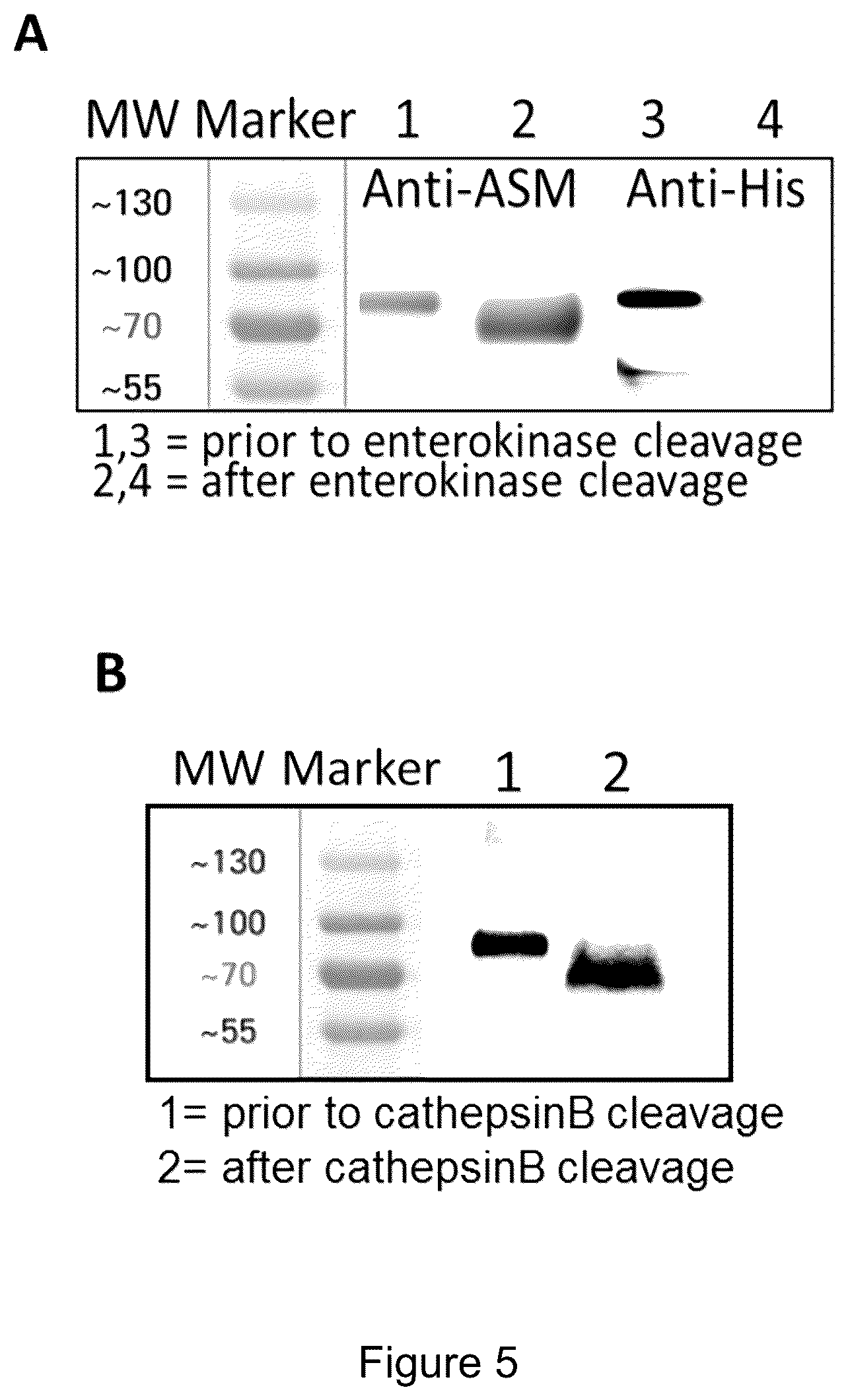 Patent US12319719 Figure 7 – ICAM-1 targeted fusion enzymes