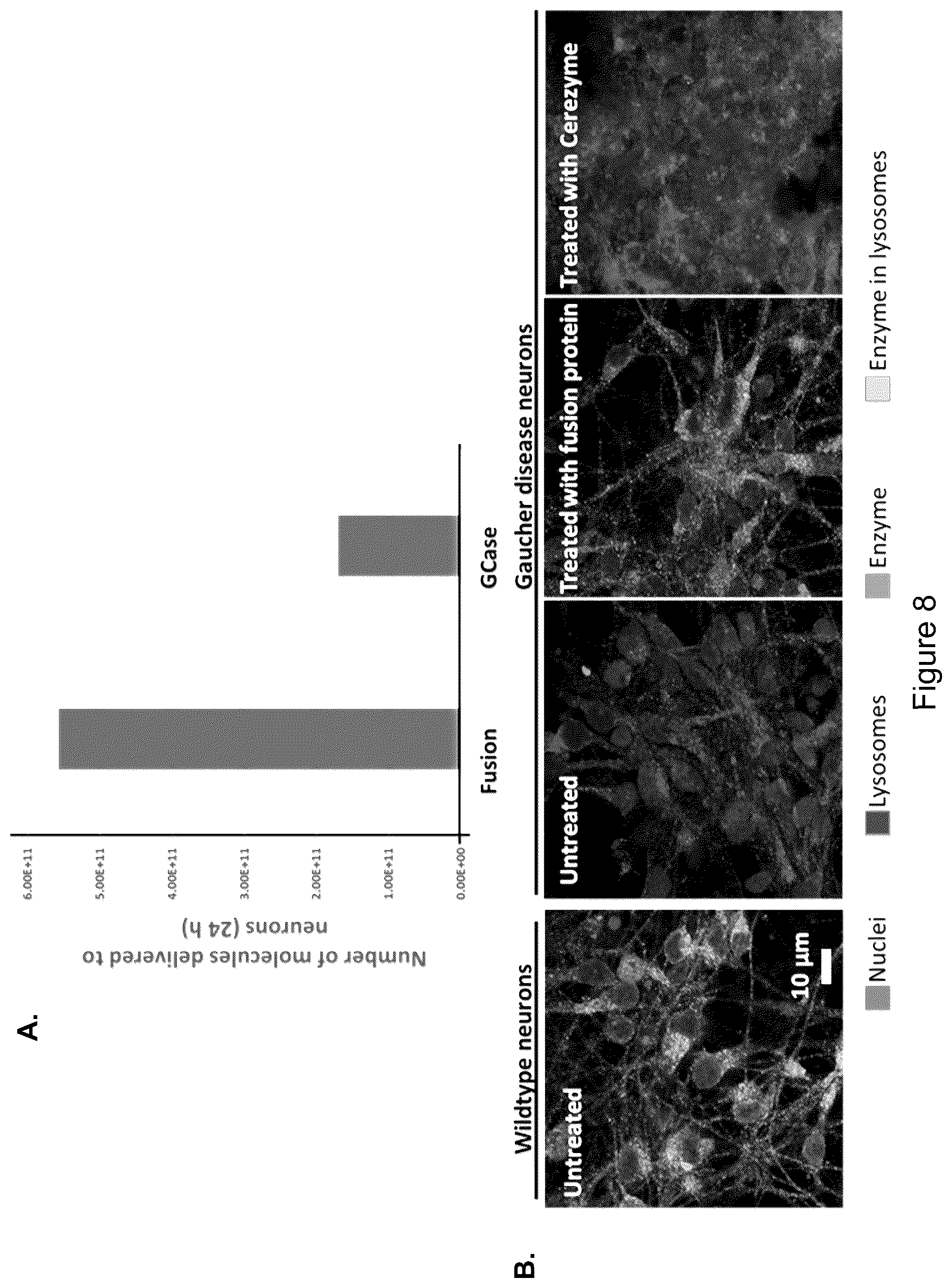 Patent US12319719 Figure 11 – ICAM-1 targeted fusion enzymes