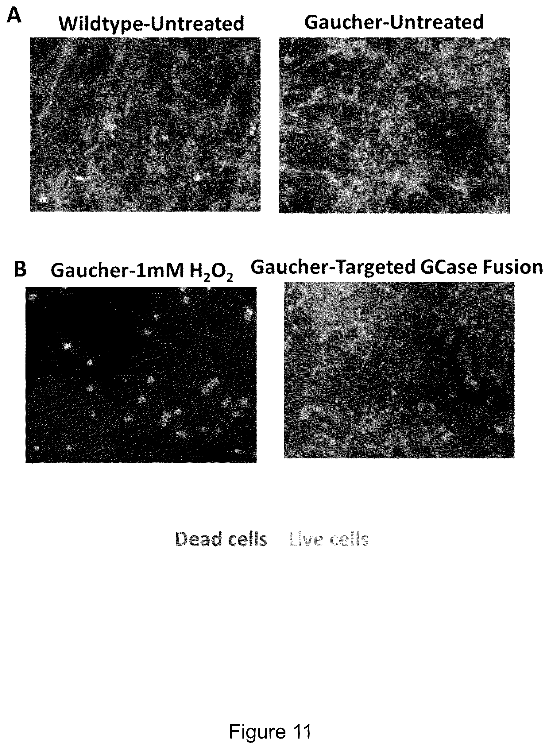 Patent US12319719 Figure 14 – ICAM-1 targeted fusion enzymes