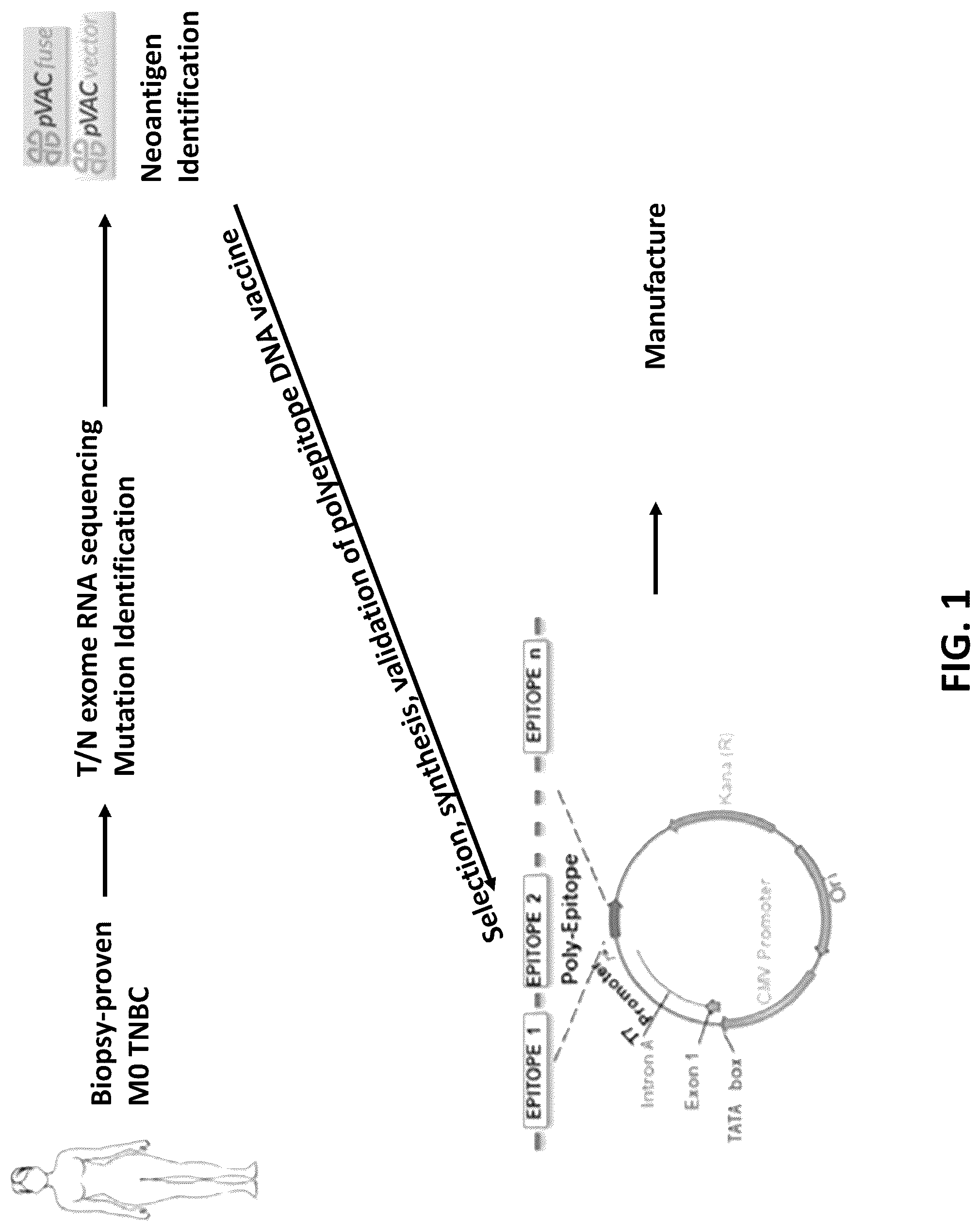 Patent US12319720 Figure 1 – Neoantigen vaccines for triple negative breast cancer