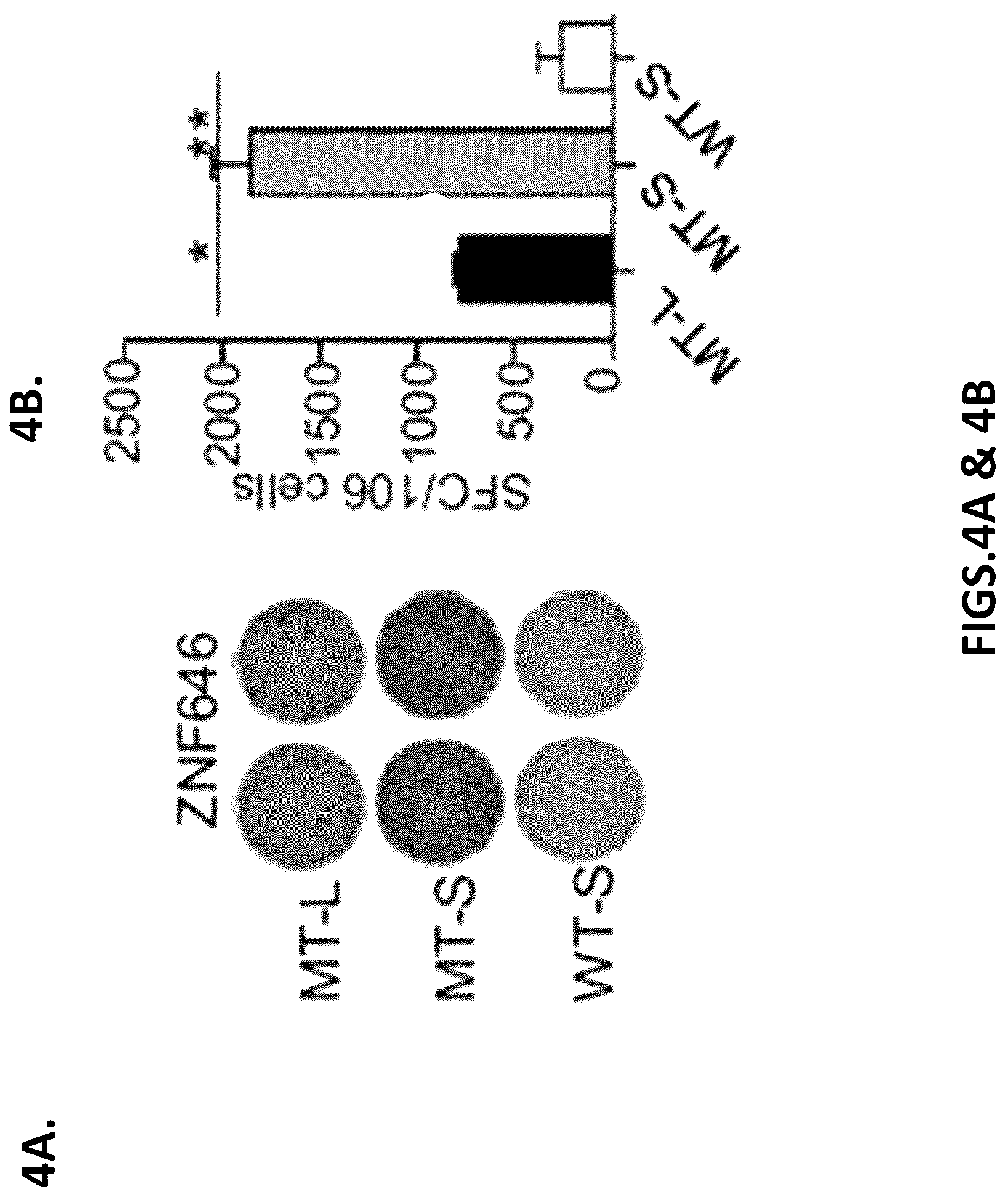 Patent US12319720 Figure 11 – Neoantigen vaccines for triple negative breast cancer