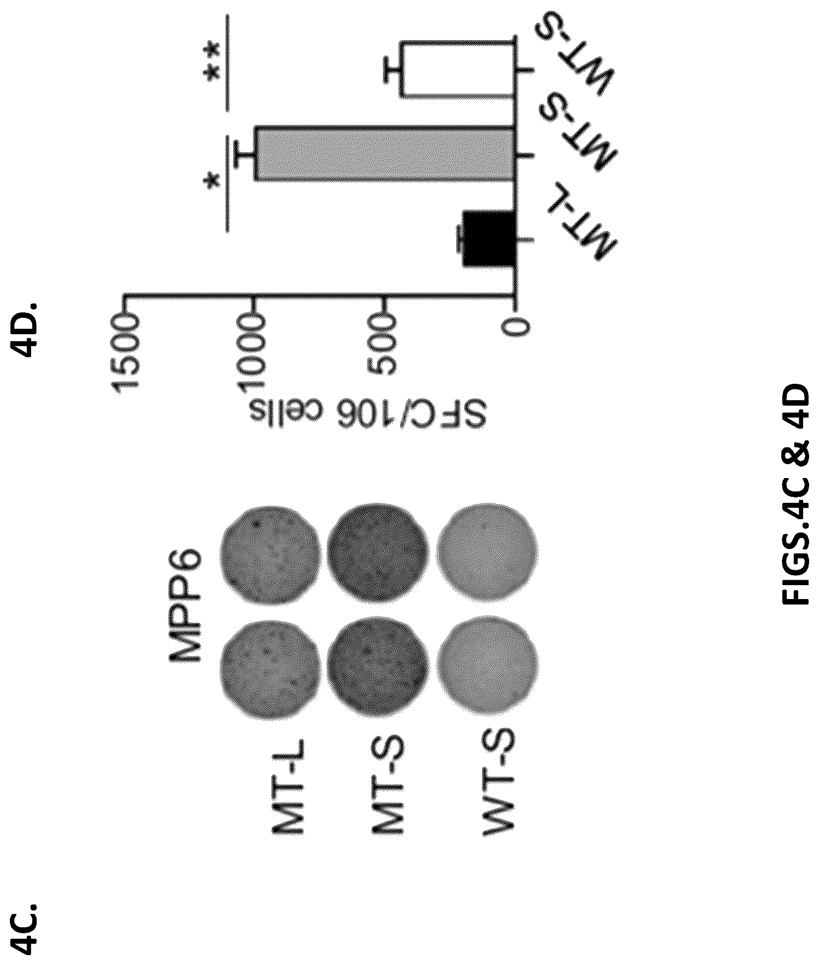 Patent US12319720 Figure 12 – Neoantigen vaccines for triple negative breast cancer