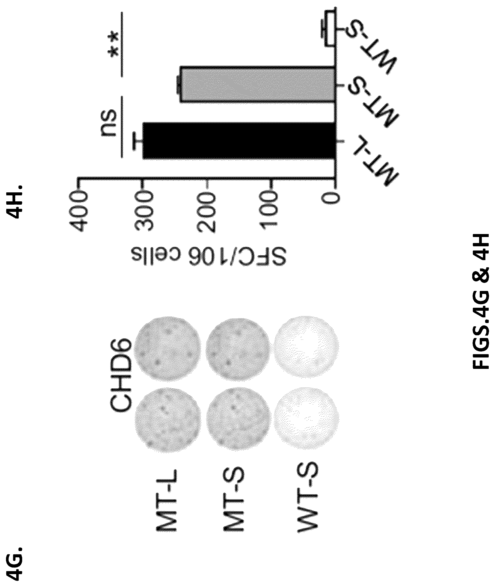 Patent US12319720 Figure 14 – Neoantigen vaccines for triple negative breast cancer