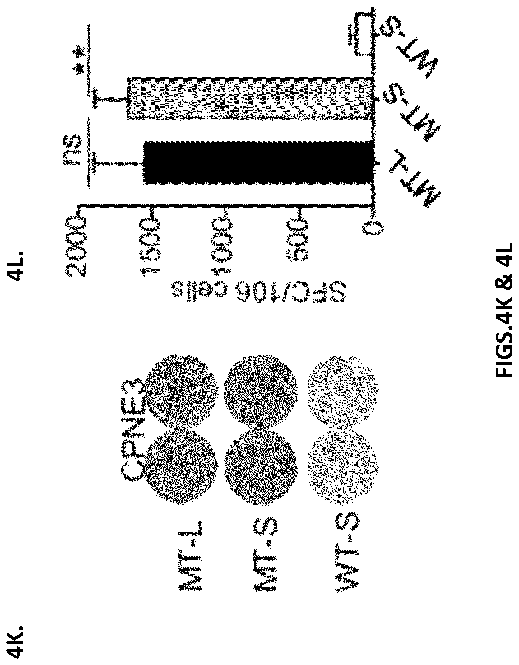 Patent US12319720 Figure 16 – Neoantigen vaccines for triple negative breast cancer