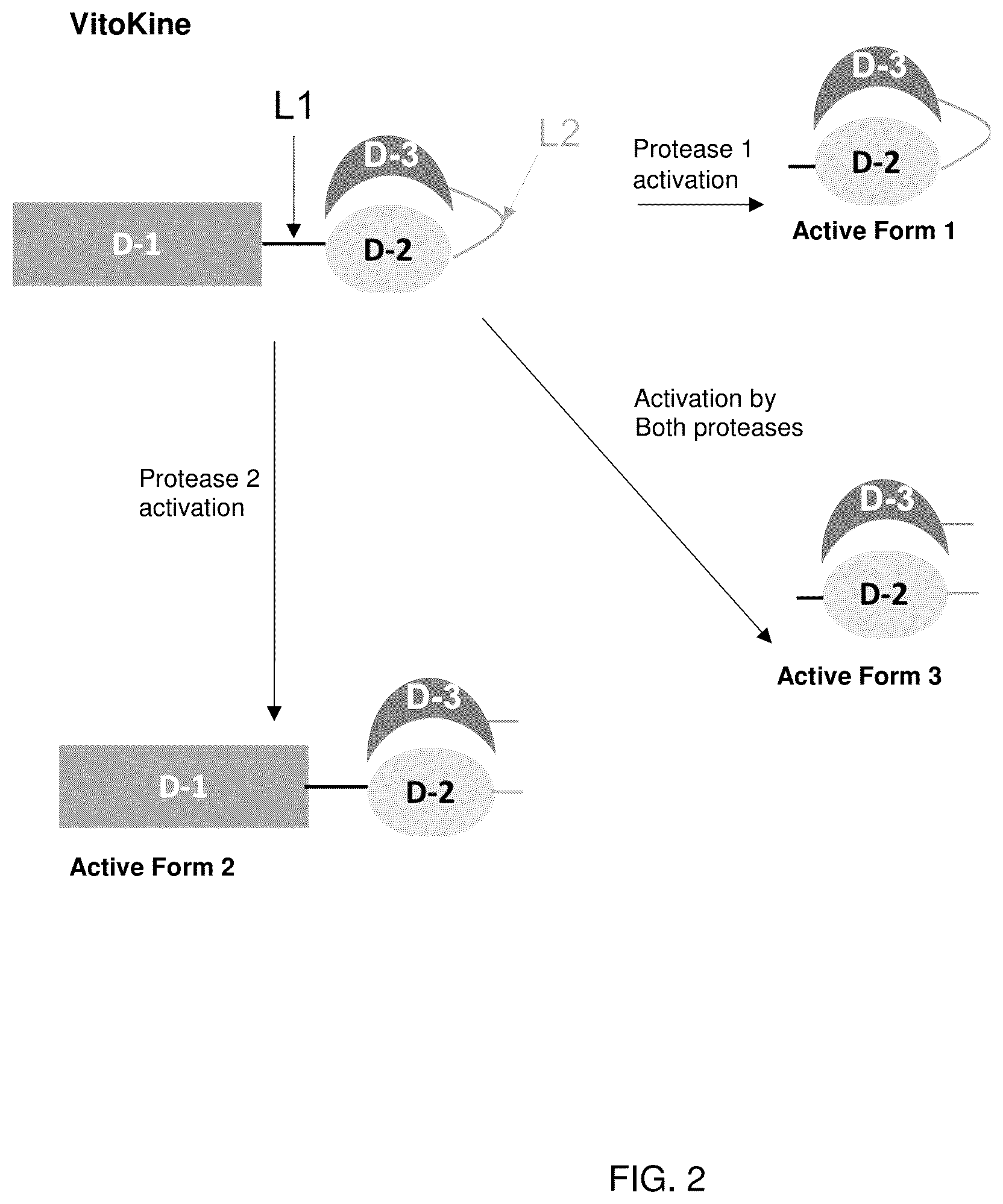 Patent US12319723 Figure 2 – Cytokine-based bioactivatable drugs and methods of uses thereof