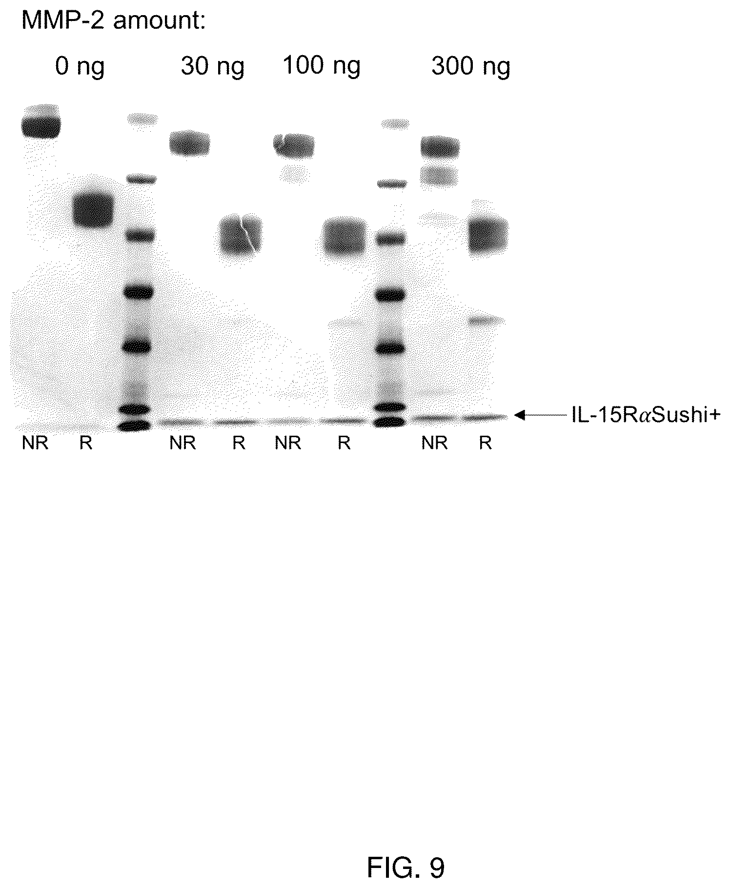 Patent US12319723 Figure 9 – Cytokine-based bioactivatable drugs and methods of uses thereof